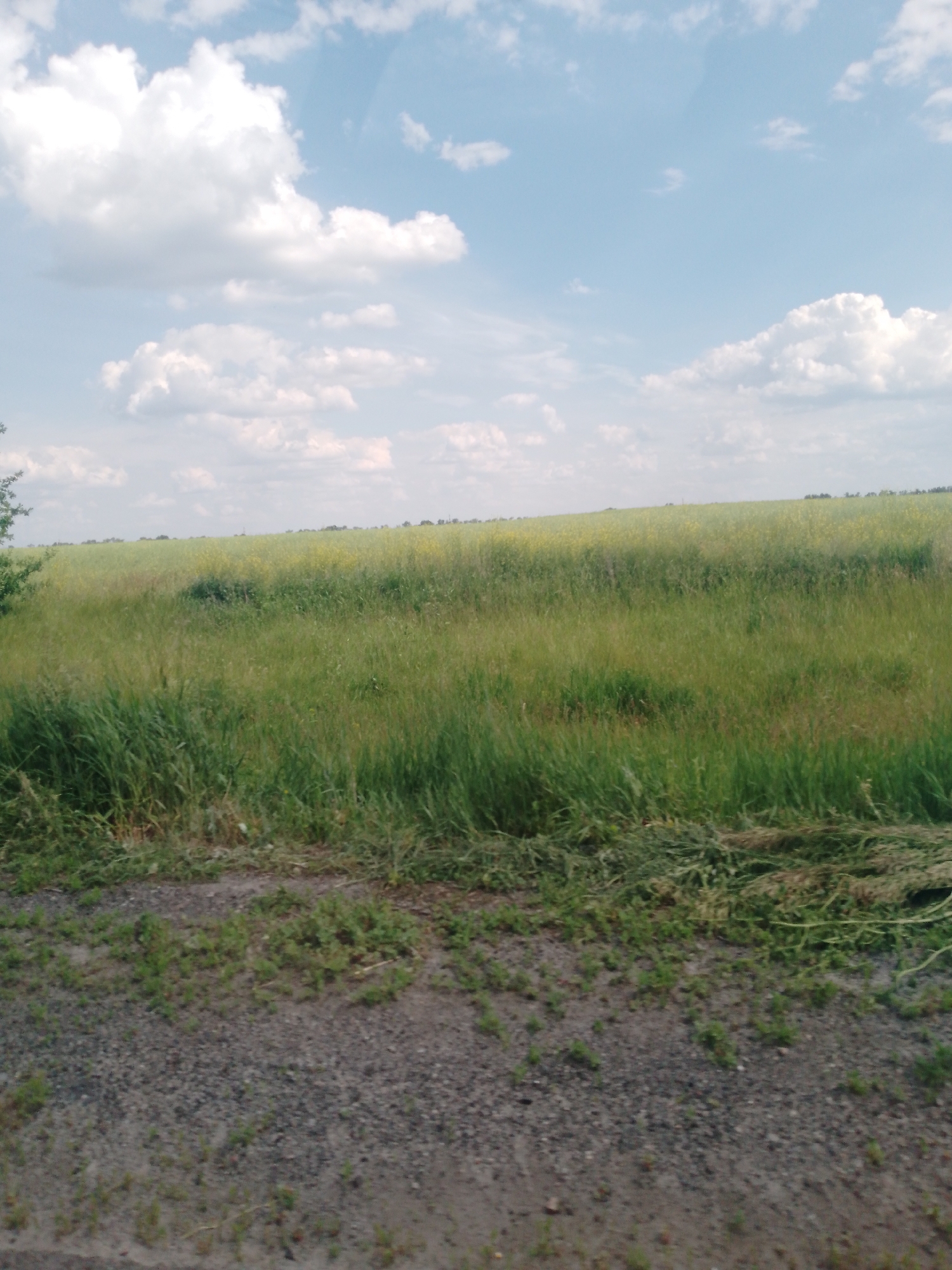 A daytime landscape scene is depicted, likely captured from a moving vehicle due to a subtle curved reflection in the upper right sky. The upper half of the image features a light blue sky populated with scattered white cumulus clouds of varying sizes. The horizon line is flat, separating the sky from the expansive land below.
The middle ground comprises two distinct fields. The field closest to the viewer consists of dense, tall green grass. Beyond this, a larger field stretches towards the horizon, exhibiting a predominant yellowish color, consistent with blooming crops such as canola. A faint, dark line of distant trees or vegetation marks the extreme horizon.
The immediate foreground reveals a dark, gravelly surface, potentially a dirt road or shoulder, with sparse small green plants growing intermittently. To the right side of the foreground, a quantity of freshly cut green vegetation is visible. A fragment of a leafy green bush or small tree is present at the far left edge of the image. No individuals or specific activities are observable within the frame. The location is the city of Unknown, Unknown.