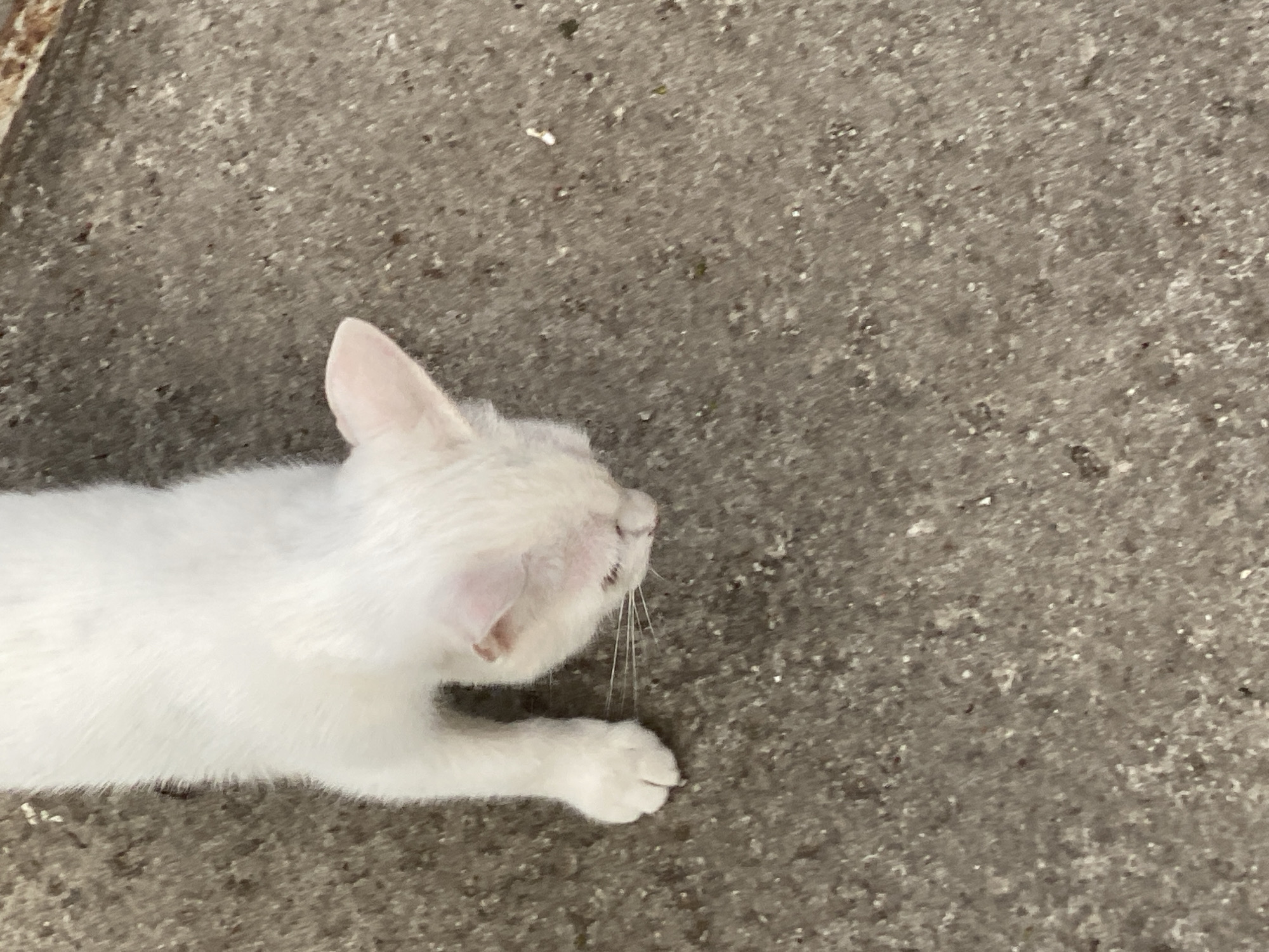 An overhead shot shows a white kitten lying on a rough, grey, outdoor surface. The kitten is facing downwards and to the right, with its head tilted. Its left front paw is visible, extended downwards and to the left. The kitten's fur is white and appears soft. The surface is concrete or asphalt, with a textured and speckled appearance, containing small dark and light particles. There are no people or any other animals visible in the image. The scene does not provide any information to determine its location within the city of Almaty, Kazakhstan.