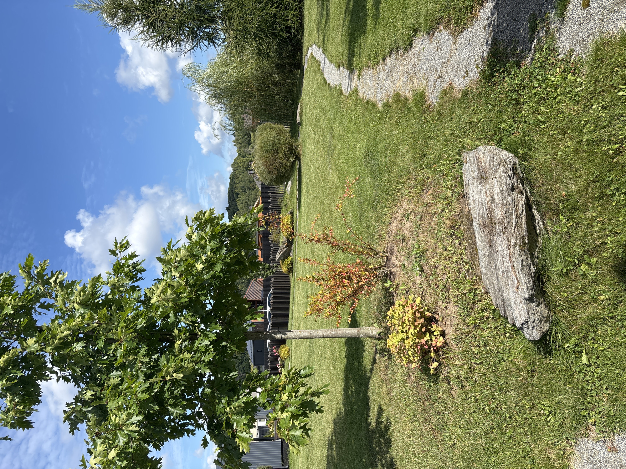 A sunlit, well-maintained garden is depicted under a bright blue sky with scattered white clouds. A gravel path curves through the lush green lawn, leading the eye towards a distant fence and trees. In the foreground, a young tree with broad green leaves stands to the left, casting a shadow on the grass. Beside the tree, a small bush with reddish-orange foliage and a low-lying yellow and green plant are planted in a mulched bed. A large, weathered grey rock rests on the grass in the lower center of the frame. The background reveals a dark wooden fence bordering the property, with houses and more trees visible beyond. The scene suggests a peaceful residential setting in Zvenigorod, Russia, likely a private garden on a clear day.