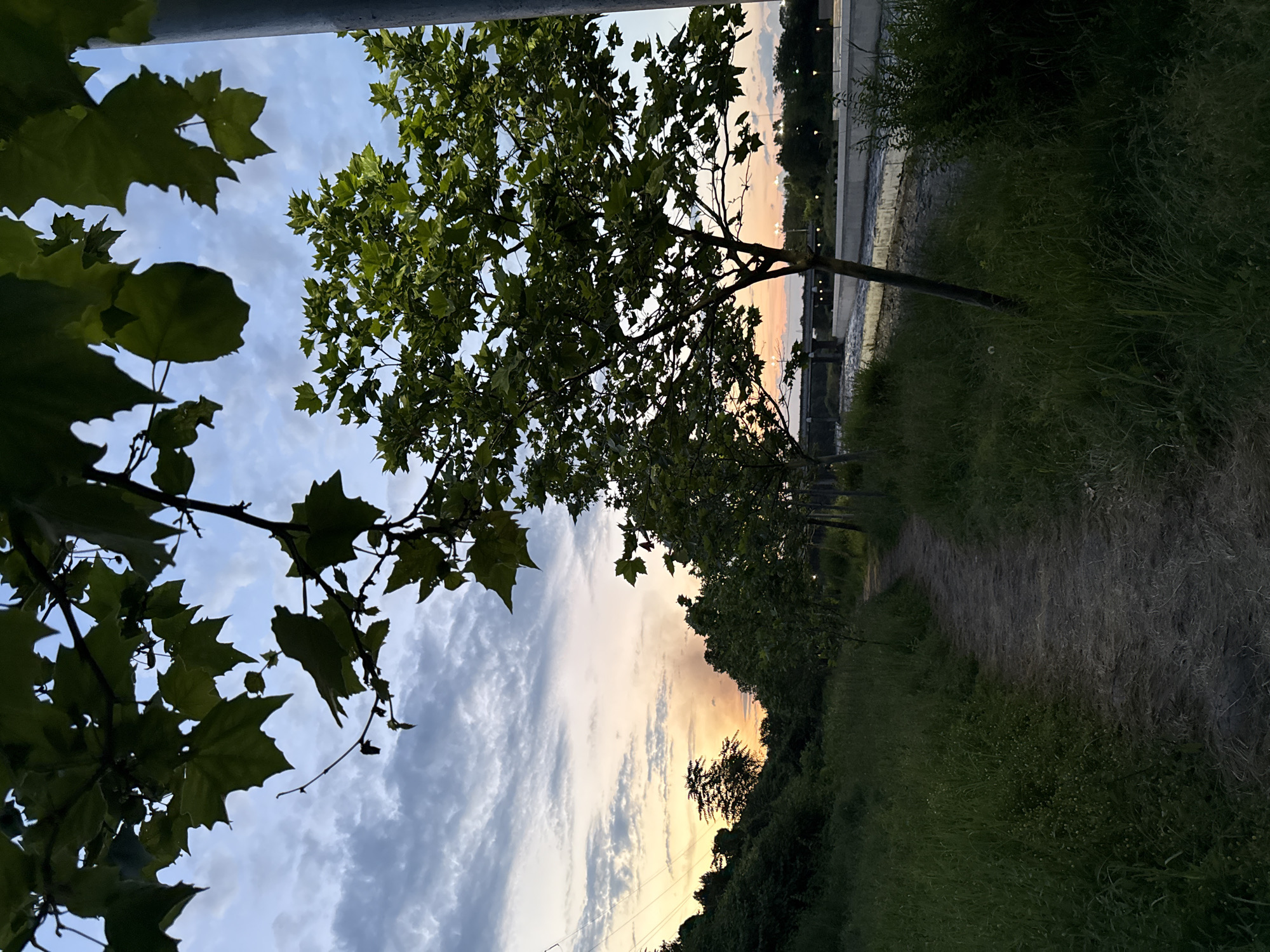 The image depicts an outdoor scene, likely a park or riverside path in Vladikavkaz, Russia. The main subjects are trees and foliage, with large, dark green leaves prominent in the foreground on the left, silhouetted against a cloudy sky. A large tree with lighter green leaves is situated in the middle ground, its branches extending towards the sky.
The scene appears to be set during sunset, as indicated by the soft, warm hues of orange and yellow in the sky behind the trees. Wispy clouds are scattered across the sky, adding texture to the twilight.
To the right of the trees, a path made of dirt and gravel recedes into the distance, bordered by dense green grass and vegetation. In the background, a body of water, possibly a river, is visible, with structures like bridges and lights suggesting an urban or semi-urban environment. The overall atmosphere is serene and tranquil, evoking the peacefulness of an evening stroll.
There is no visible text in the image. The lighting and the presence of lush greenery suggest a time of year with warm weather, likely spring or summer.
