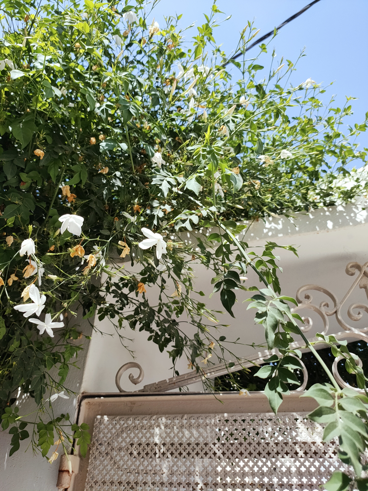 The image shows a close-up of a vine with white flowers and green leaves, possibly jasmine, growing along a white wall with a decorative metal gate. The vine is lush and covers a significant portion of the frame, with some dried leaves also visible. The sky is a clear blue, suggesting it is daytime. The white wall appears to be part of a building's exterior. The metal gate has an intricate, ornate design with curved elements and a patterned infill. The lighting suggests it is a sunny day, casting shadows from the vine onto the wall. The scene evokes a sense of a garden or courtyard setting within a residential or public space. The image appears to be taken in the city of Ariana, Tunisia.