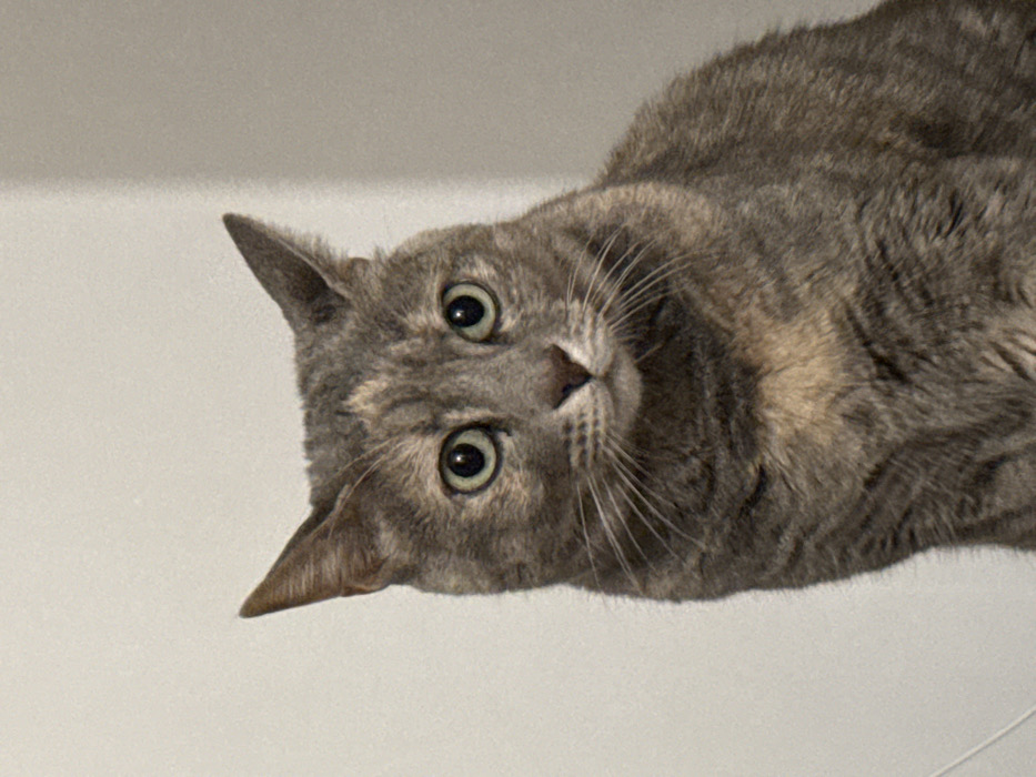 A gray and tan tabby cat is lying down, looking up at the camera with wide, curious eyes. Its head is tilted to the left, and its whiskers are prominent. The cat's fur is short and smooth, with a mix of gray and tan colors. The background is a light gray or white surface. The lighting is soft and even, highlighting the cat's features.