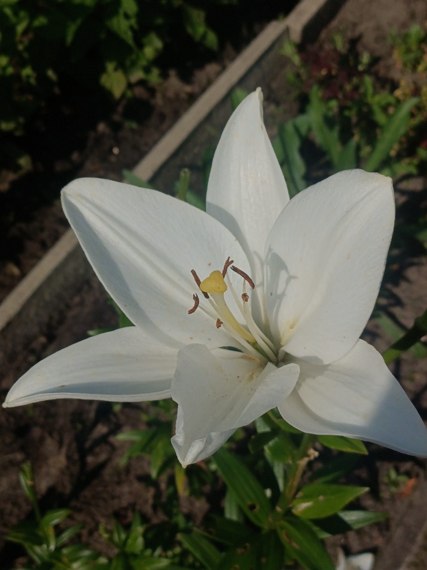 A close-up, outdoor, vertical shot features a white lily in full bloom, positioned slightly off-center to the right. The lily's petals are broad and pointed, with a delicate texture. In the center of the flower, a yellow stamen with brown anthers is visible. The background is blurred, showing dark soil with some green foliage and a light-colored border, possibly part of a garden bed. Sunlight casts shadows across the petals, highlighting their curves and the flower's depth. The image appears to be taken in a garden setting in Antey, Russia, based on the provided context, though no specific landmarks are identifiable within the frame.
