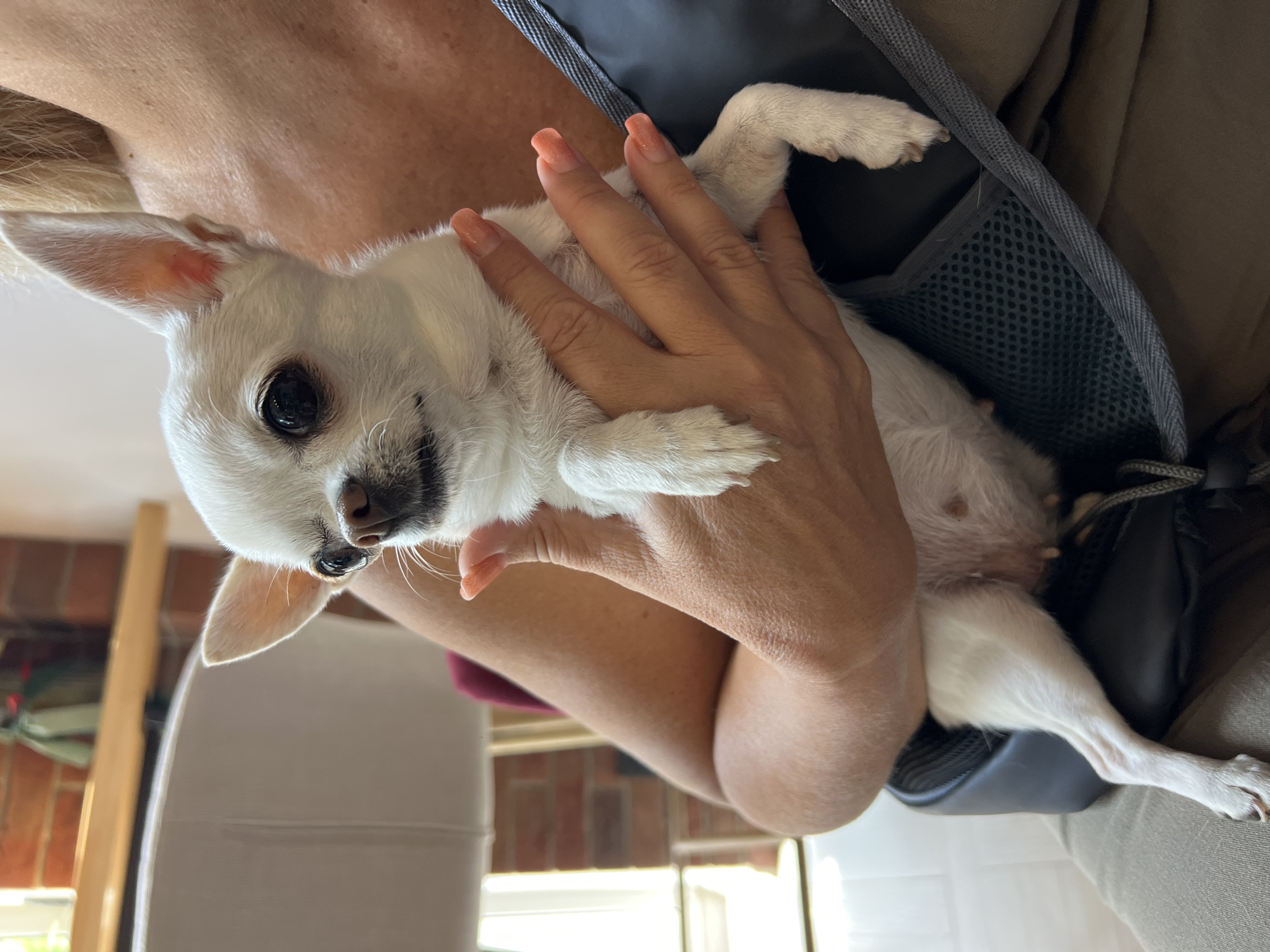 A small white chihuahua is held in a person's arms, seated in a black carrier bag. The dog is facing forward with its ears perked up and large dark eyes. The person's hands are visible holding the dog, with fingernails painted in a gradient of pink and orange. The person's shoulder and upper chest are also visible. In the background, there is a blurred view of a chair, a wooden shelf with a plant, and a brick wall. The lighting suggests an indoor environment. The image does not provide any information about the location in the city of Fontanka, Ukraine.