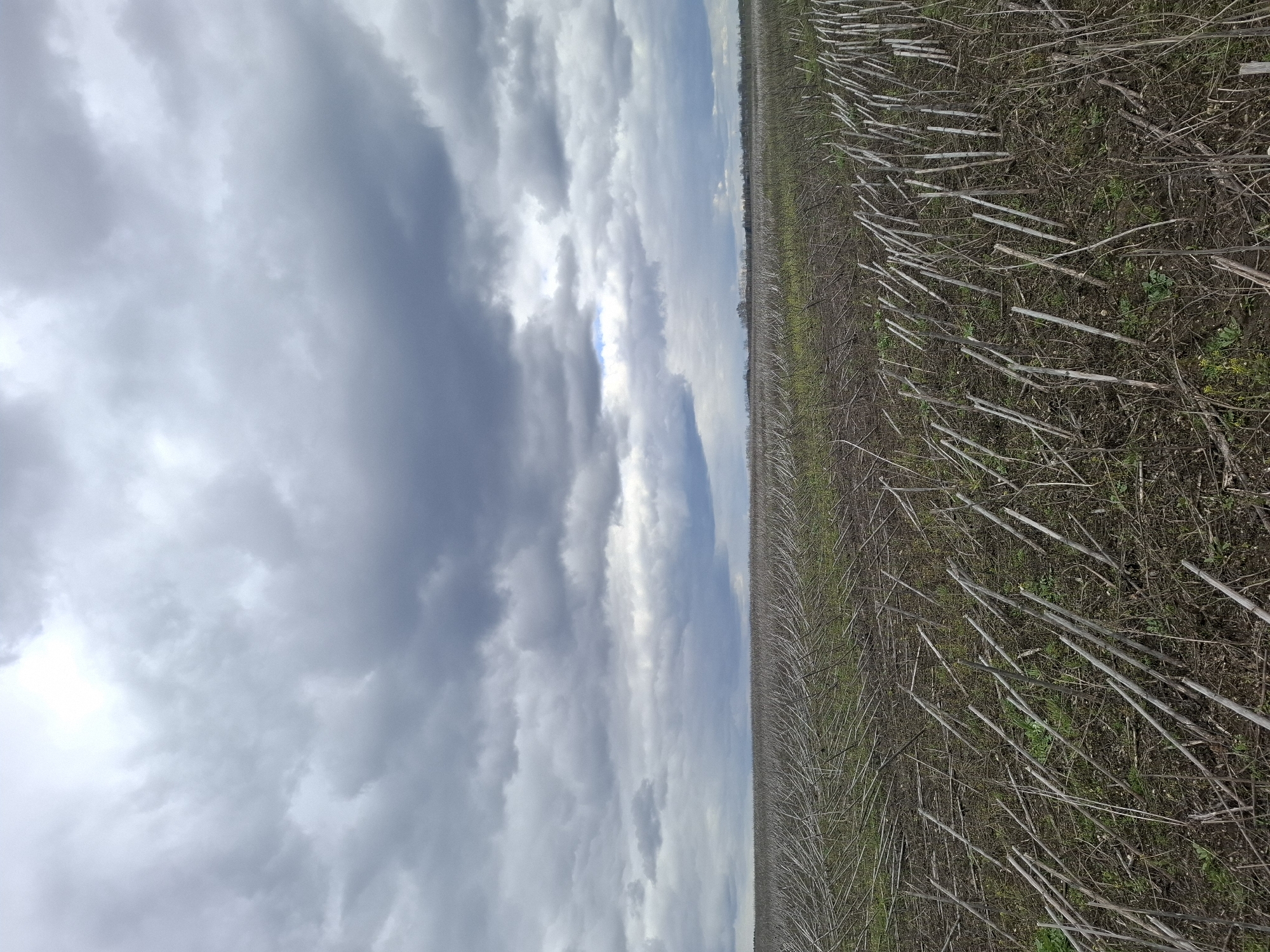 The image, originally rotated 90 degrees counter-clockwise, depicts a vast agricultural landscape under a cloudy sky. The scene is divided by a discernible horizon line, with the expansive sky occupying the upper two-thirds of the frame and the field filling the lower third.
The sky is largely overcast, dominated by a mix of light grey and white clouds that extend across the entire visible expanse. Patches of brighter, diffused light suggest the sun is intermittently breaking through the cloud cover.
The field in the foreground and midground appears to be in an off-season state, possibly after a harvest. It is densely covered with numerous dried plant stalks or stubble, predominantly in shades of light brown and grey, lying horizontally or angled across the dark earth. Amidst these remnants, sporadic patches of fresh green vegetation are visible, indicating new growth, weeds, or cover crops. In the far distance, a faint, dark line of trees or shrubs marks the edge of the field or a distant landscape feature, meeting the horizon.
No specific activity or event is taking place, and no people or animals are visible. The time of day appears to be daytime, given the overall illumination, though the heavy cloud cover prevents precise determination. The atmosphere conveyed is one of quiet solitude and the natural dormancy or transition of an agricultural area. There is no visible text in the image. The location context provided is Treshchevka, Russia.