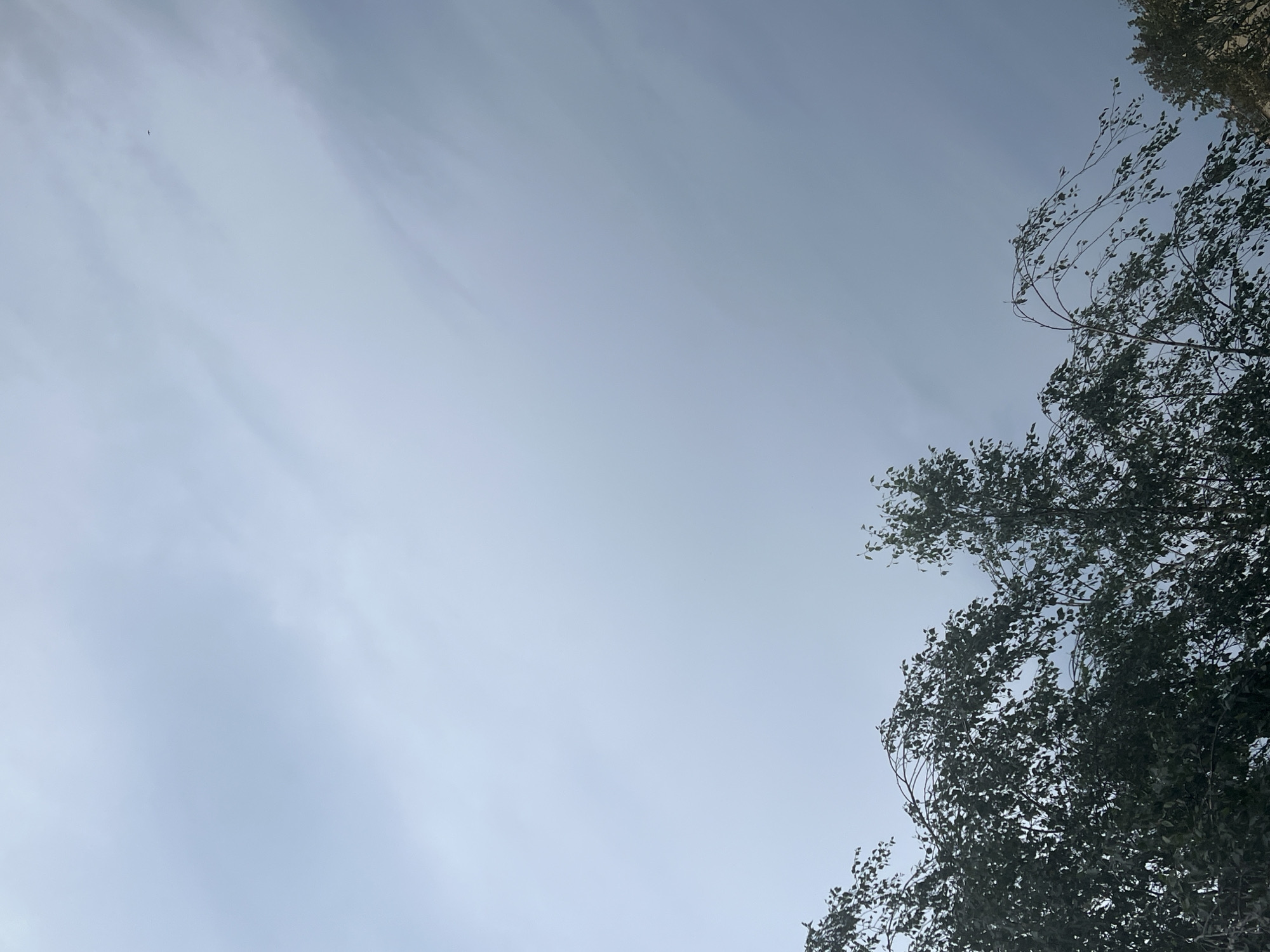 The image captures a serene outdoor scene with a clear, pale blue sky dominating the frame. Wisps of thin clouds streak across the sky, suggesting a breezy day. In the upper left quadrant of the image, a small, dark silhouette of a bird is visible, appearing to fly through the vast expanse of the sky. On the right side of the image, the branches and dark green foliage of a tree reach into the frame from the top and right edges. The leaves appear to be rustling and moving, indicating the presence of wind. The overall impression is one of a natural, airy environment, likely during the daytime given the brightness of the sky. The composition, with the expansive sky and the encroaching tree line, evokes a sense of openness and freedom. The scene is devoid of any human presence or man-made objects, focusing solely on the natural elements of the sky and the tree. There is no visible text in the image.