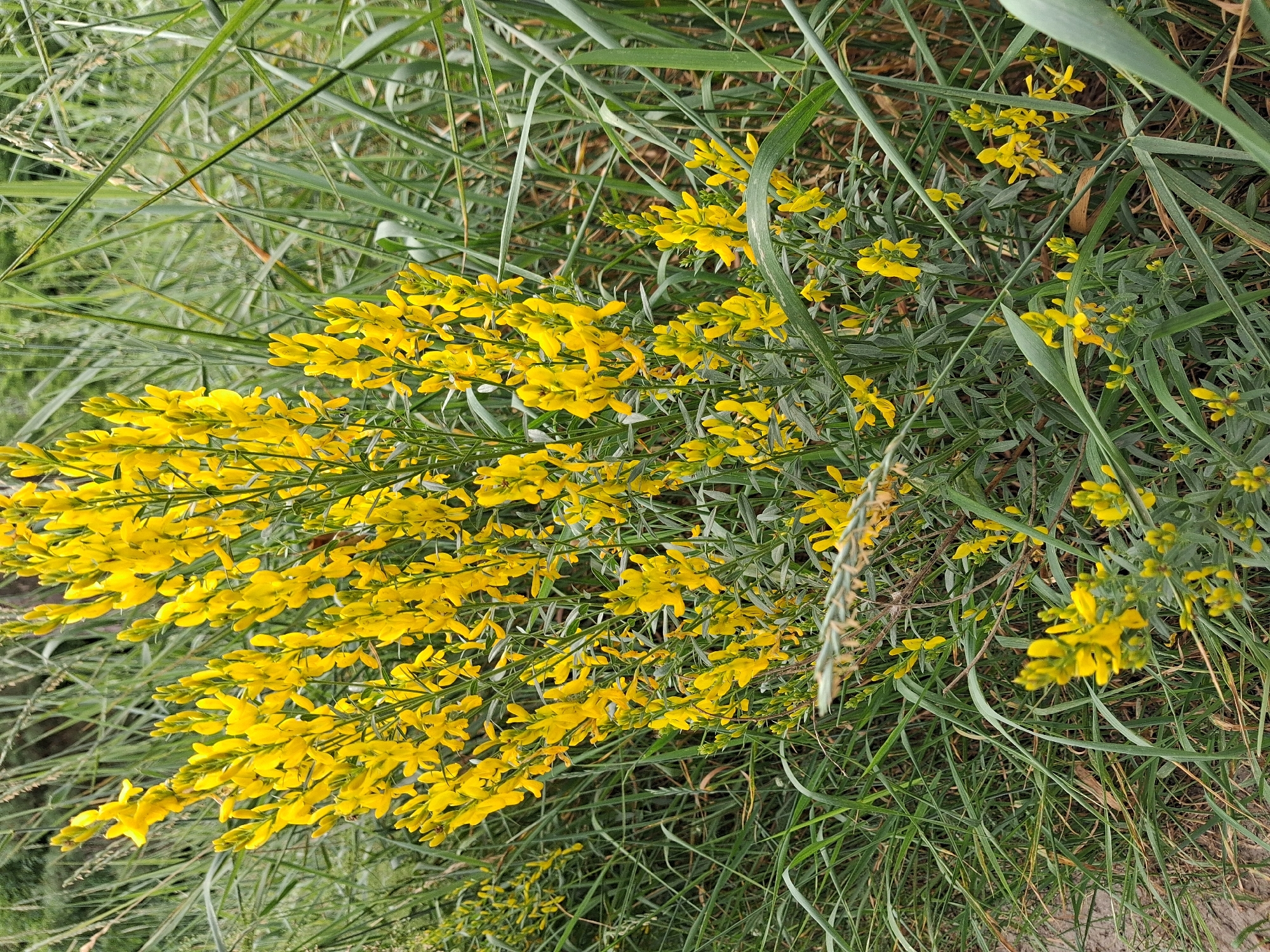In Reutyntsi, Ukraine, a dense clump of bright yellow broom flowers stands prominently amidst tall, green grass. The flowers are clustered on long, thin stems, forming a vibrant splash of color against the muted green of the surrounding vegetation. The grass is long and somewhat unkempt, with some blades reaching higher than the flower stalks. The ground beneath is partially visible, appearing to be a mixture of soil and sparse, dry grass. The lighting suggests an overcast day, with soft, diffused light illuminating the scene without harsh shadows. There are no people or animals visible in this natural setting.