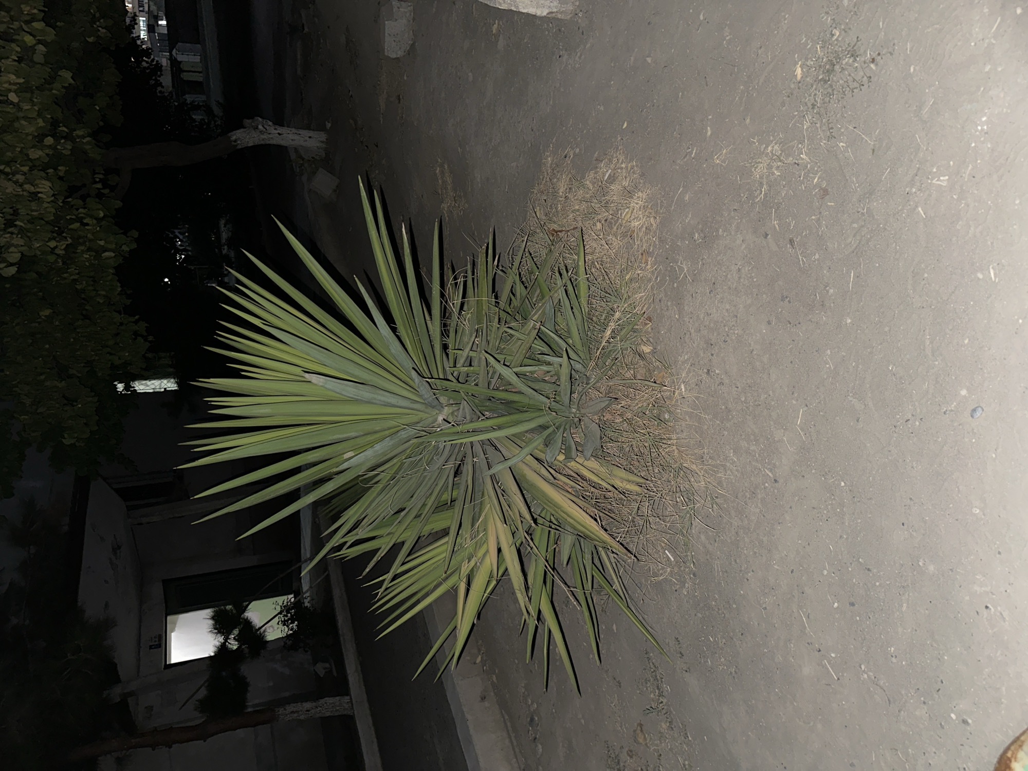 A medium shot captures a Yucca plant in a sandy, outdoor area at night. The plant, with its long, spiky green leaves, is the focal point, with dry grass and debris surrounding its base. In the background, a building with an open doorway emitting light is visible, along with trees and distant structures. The overall scene is dark, illuminated by artificial light sources.