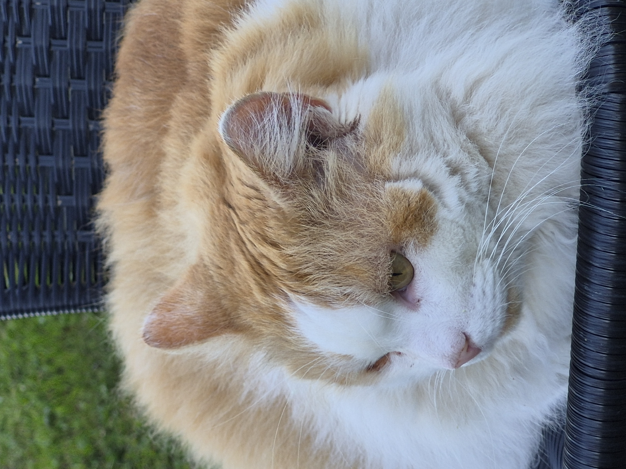 A close-up, high-angle shot shows an orange and white fluffy cat lying down on a black woven chair. The cat is facing left, with its head slightly turned towards the viewer. Its eyes are a yellowish-green color, and its nose is pink. The cat's fur is long and appears soft. Behind the cat, out of focus, is a green grassy area and the textured surface of the chair. The location of Sooblase, Estonia is not visually represented in this image.