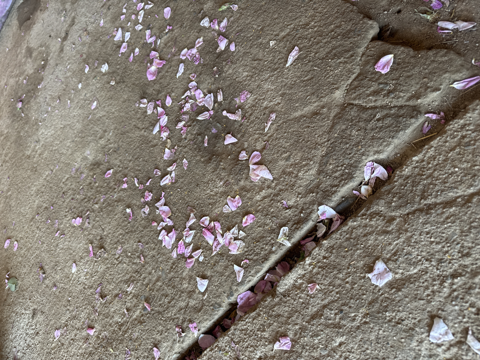 The image shows a section of cracked concrete pavement, strewn with fallen pink flower petals. The petals are concentrated in the crack and scattered across the surrounding surface. The location is Unknown, Unknown. There are no people visible.