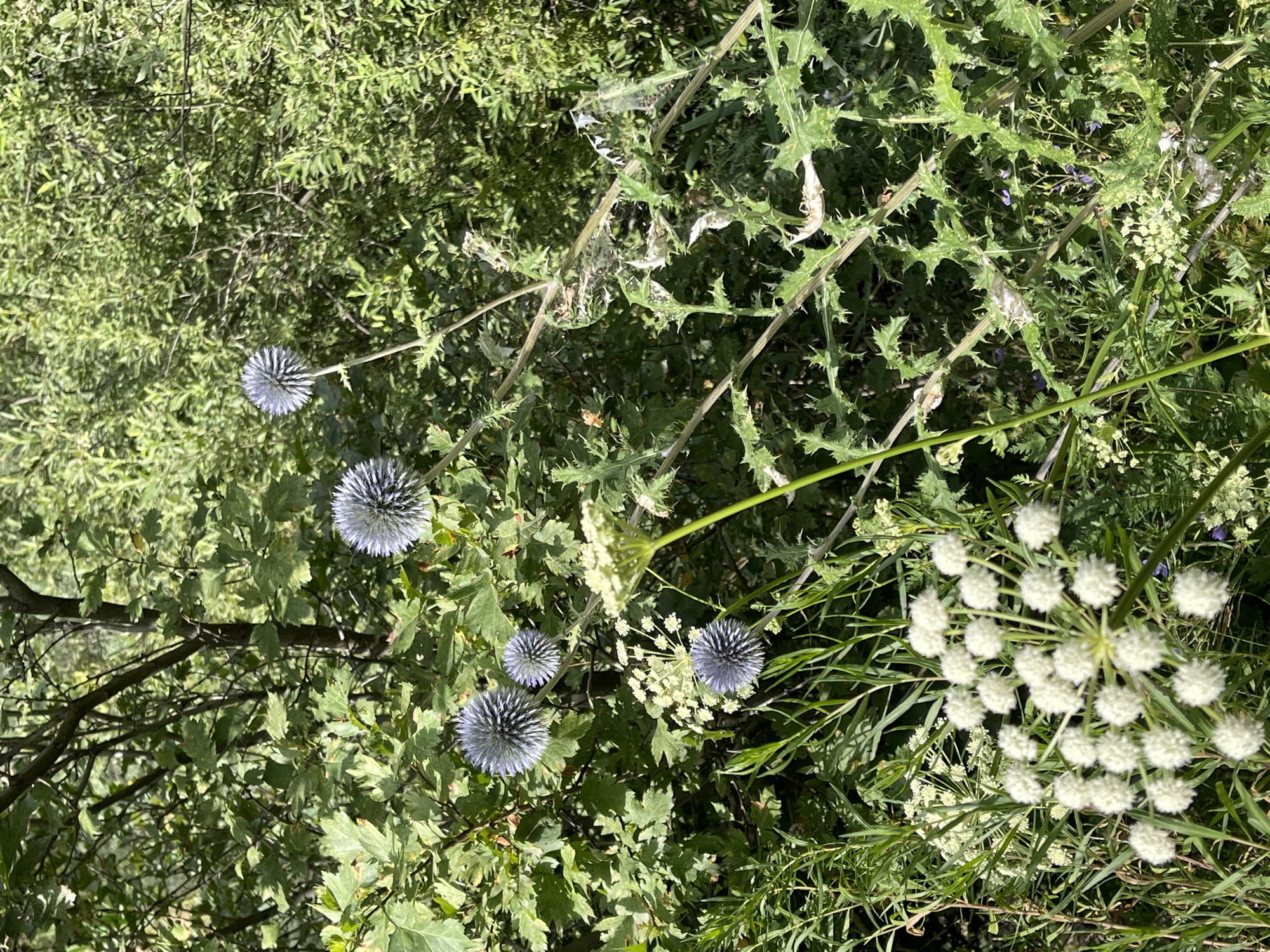This image depicts a close-up view of wild vegetation on a sunny day. The foreground is dominated by a cluster of small, white, spherical flowers with a feathery texture. Behind these, several globe-shaped, bluish-purple flowers with a spiky appearance are visible, some in focus and others slightly blurred. Thorny stems and leaves of a plant with jagged edges are also prominent, with some evidence of spiderwebs clinging to them. The background consists of lush green foliage and the branches of a tree, suggesting a natural or park-like environment. The scene appears to be outdoors, likely in a rural or natural setting.