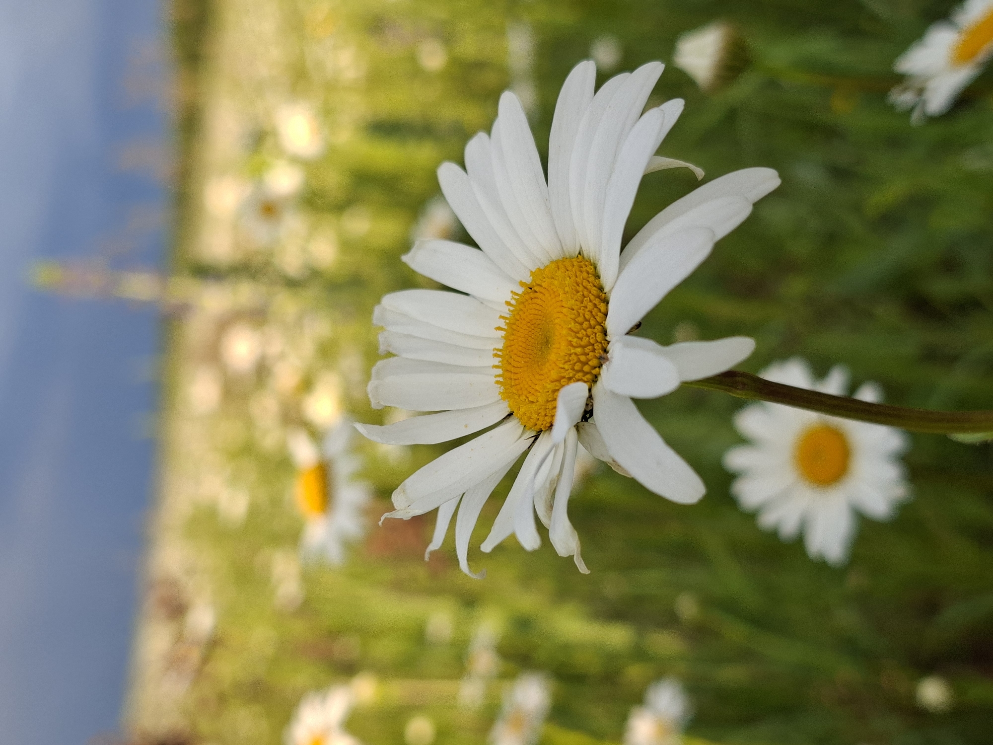 A close-up shot captures a daisy in a field of similar flowers, set against a dramatic sky. The daisy in the foreground is in sharp focus, its white petals gracefully curved and its yellow center clearly defined. The background is a soft blur of green grass and other daisies, with a hint of a distant, out-of-focus structure. The sky above is a mix of dark clouds and lighter patches, suggesting an impending storm or recent rain. There are no people or animals visible in the image. The scene is set in a natural environment, likely a meadow or open field, and does not provide any specific indicators of its location within the city of Karsha, Russia.