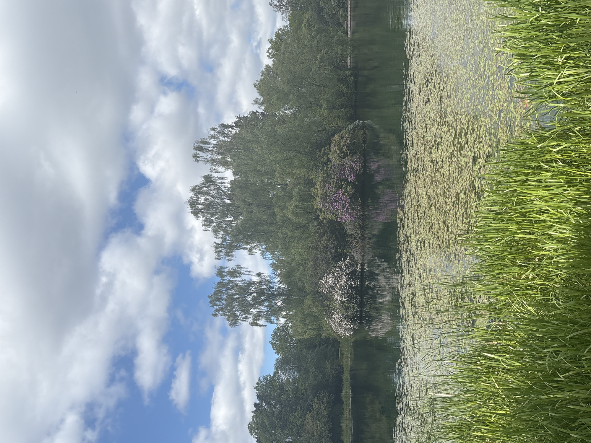 The image depicts a serene landscape in Thornliebank, United Kingdom, featuring a body of water reflecting the sky and surrounding trees. The sky is partly cloudy with patches of blue visible. Trees line the water's edge, some bearing flowers with pink and white blooms. A thick layer of green vegetation, possibly algae or lily pads, covers a portion of the water's surface, and reeds or tall grasses grow along the water's edge. There is no presence of people, objects or actions.