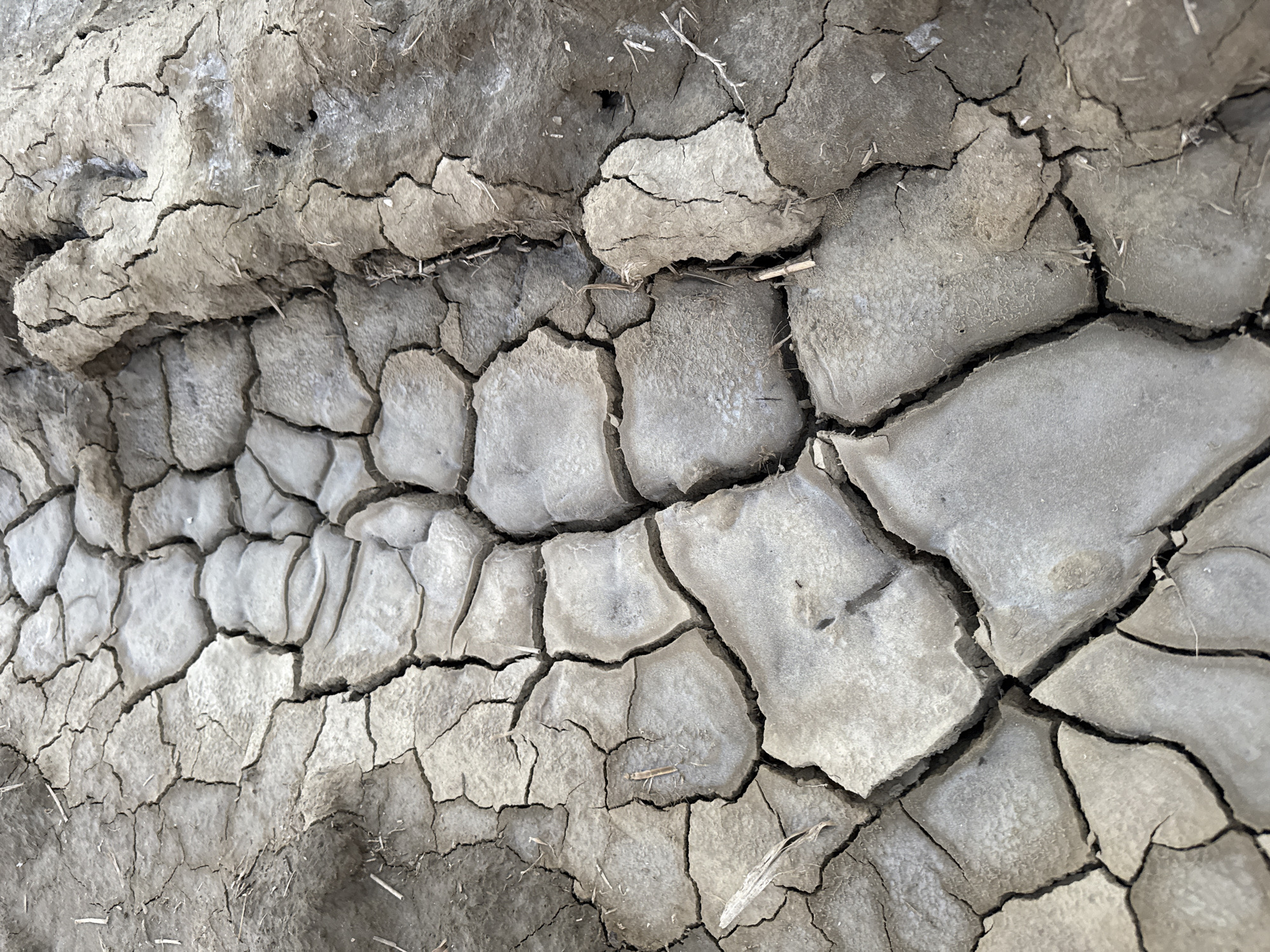 The image shows a close-up, eye-level view of cracked, dry earth, likely mud, forming a rough, uneven surface. A distinct tire track is visible, imprinted deeply into the ground, suggesting it was made by a heavy vehicle. The tire track has a patterned tread that has caused the earth to break into large, irregular polygonal shapes. The color palette is dominated by shades of gray and brown, indicative of dry soil. Small, dry plant fragments are scattered across the surface, caught in the cracks. The lighting is even, suggesting it was taken in daylight, possibly overcast conditions, as there are no strong shadows. The scene depicts a rural or undeveloped outdoor environment. Without additional context or visible landmarks, pinpointing the exact location within Урожайновское сельское поселение, Ukraine is not possible solely from the visual information in the image.