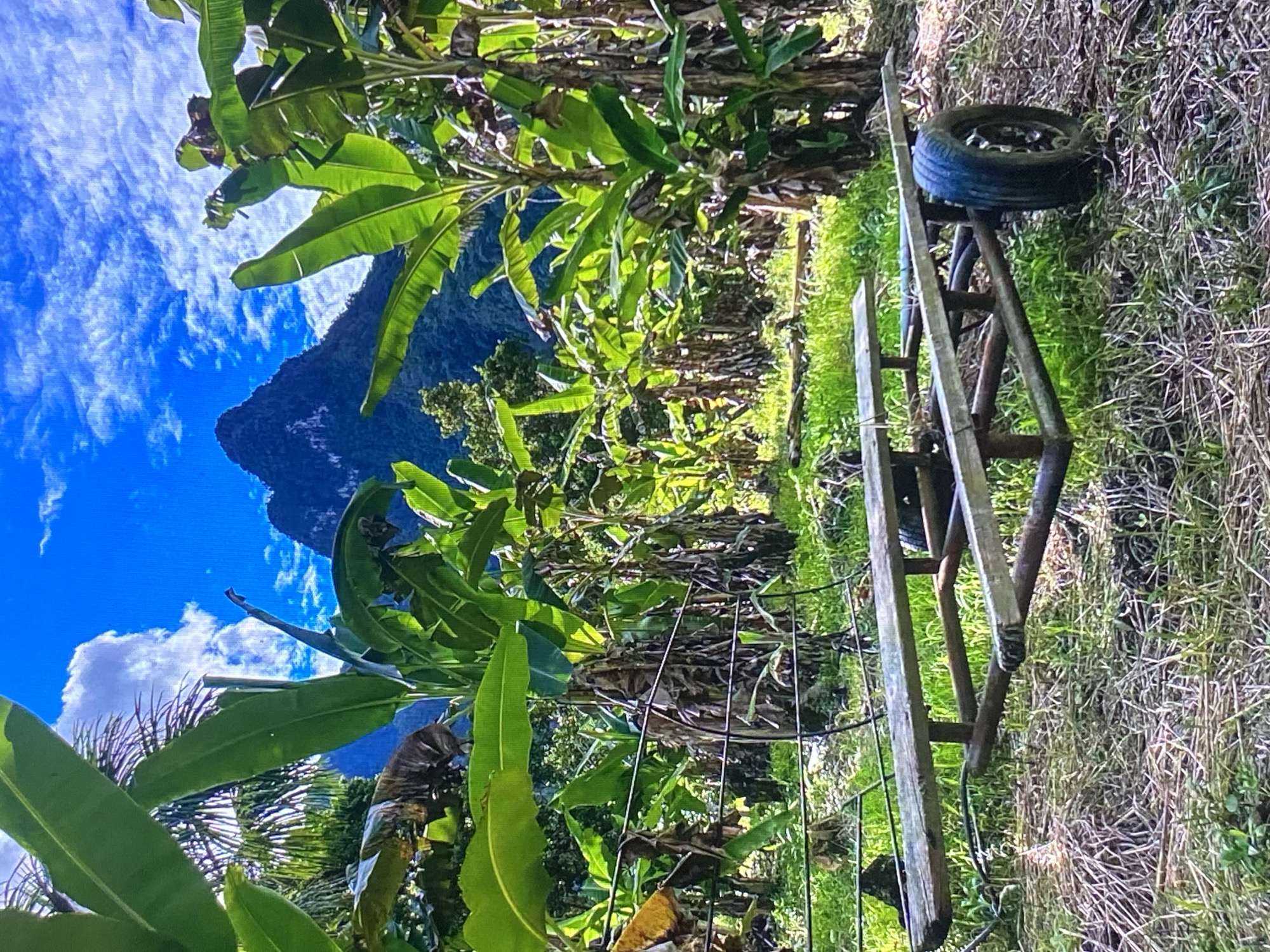 This image captures a vibrant, sunny rural landscape, characteristic of Tinaquillo, Venezuela.
In the foreground, to the right, a rustic, two-wheeled cart or trolley rests on a patch of grassy ground. It appears to be made from metal rods and wooden planks, with one black tire visible, which has a distinct blue-ish tint. The ground around the cart is a mix of green grass and drier, straw-like vegetation. To the left foreground, a section of metal grid fencing is also visible.
The midground is densely populated by numerous banana trees, characterized by their large, lush green leaves. Some of the leaves show signs of wear, browning, or tears. Beyond the immediate rows of banana trees, more vegetation and possibly additional banana plants extend into the distance, creating a sense of a cultivated area.
The background features a prominent, dark green mountain range with rugged peaks, indicating a mountainous and vegetated terrain. Above the mountains, a brilliant blue sky dominates, adorned with scattered, fluffy white cumulus clouds, suggesting clear and bright weather conditions.
The scene is illuminated by bright daylight, casting distinct shadows and highlights on the leaves and the cart, indicating it is daytime, likely morning or early afternoon. There are no people visible in the image, nor is there any discernible text. The overall impression is one of a serene agricultural or natural setting, with a focus on the banana plantation and the striking mountainous backdrop.