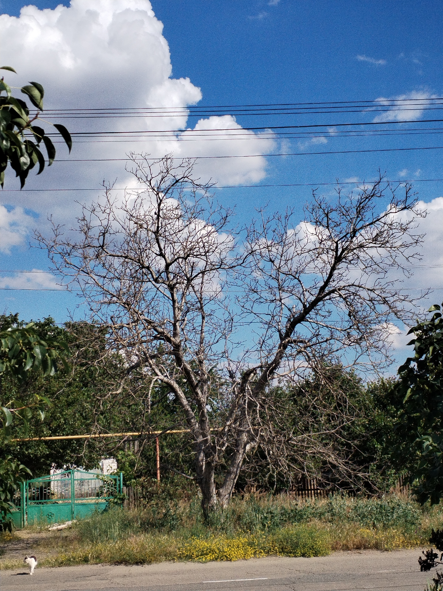 A vertical shot captures a barren tree with intricate branches against a bright blue sky with scattered white clouds. The tree is centered in the frame, its leafless limbs creating a delicate silhouette. Below the tree, a lush green gate with decorative scrollwork stands partially obscured by overgrown vegetation. To the left of the gate, a small white and black cat is walking on a paved road. The background consists of dense green foliage and a wooden fence. Overhead, dark power lines are strung across the sky. The scene appears to be outdoors in a rural or suburban setting.