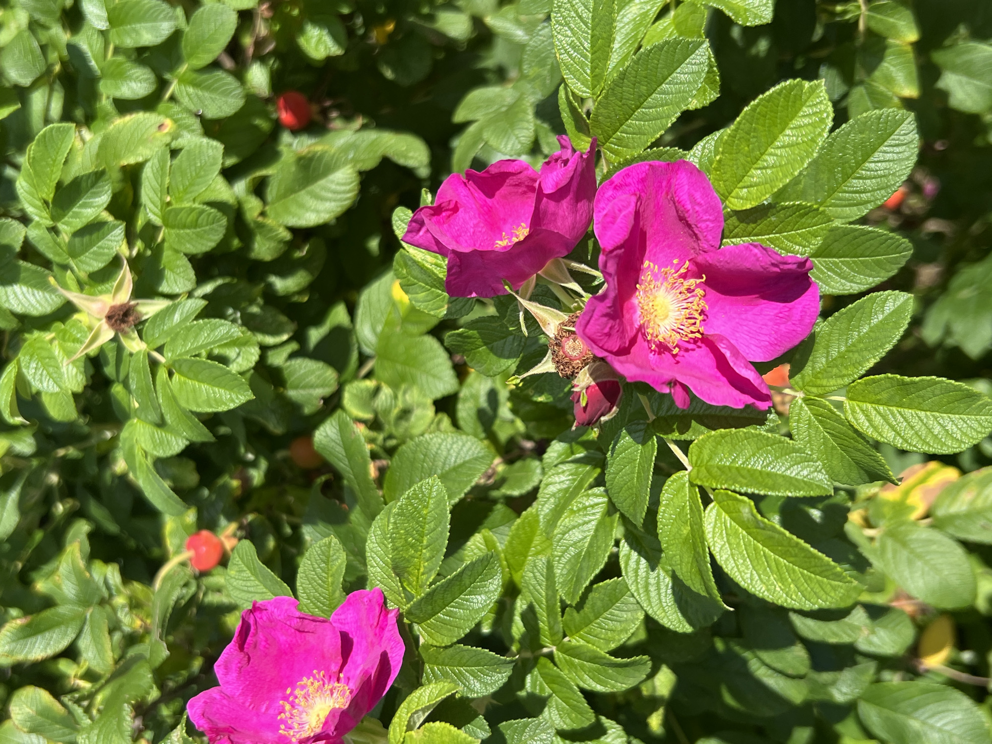 In Strakhovo (Sitnikovskii S/S), Russia, a close-up, eye-level, outdoor, natural light photograph captures a cluster of bright pink rosehip flowers and their green foliage. Three prominent pink flowers are in focus, two in the foreground and one slightly further back and to the left. These flowers exhibit delicate, crinkled petals and vibrant yellow stamens at their centers. Interspersed among the blooms are numerous green, serrated leaves, some of which catch the sunlight, creating highlights. The background is filled with more of the same green foliage, creating a dense, natural setting. Several small, orange-red rosehips are visible scattered within the greenery, indicating the plant is in its fruiting stage. The overall scene is verdant and depicts a vibrant, healthy plant.
