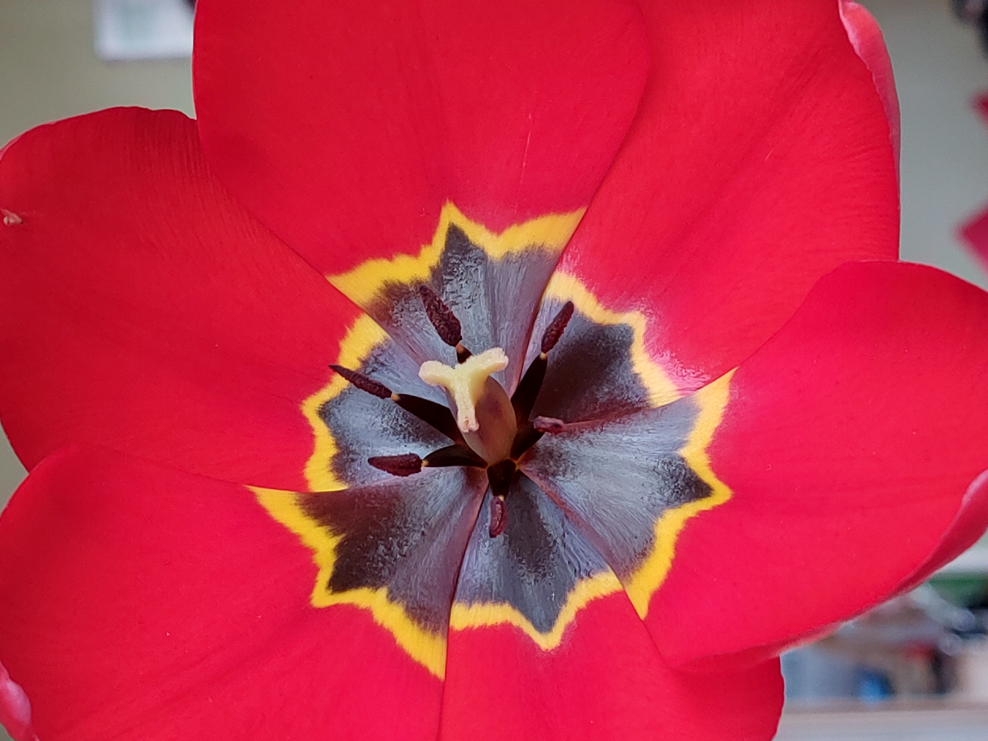 The image is a close-up shot of a red tulip flower. The petals are a vibrant red with a smooth texture. The center of the flower reveals a dark blue-grey with a yellow border. The flower's reproductive parts are visible in the center. Stamens with dark brown tips encircle a light yellow pistil. The background is out of focus, hinting at an indoor setting. The exact location is unknown.