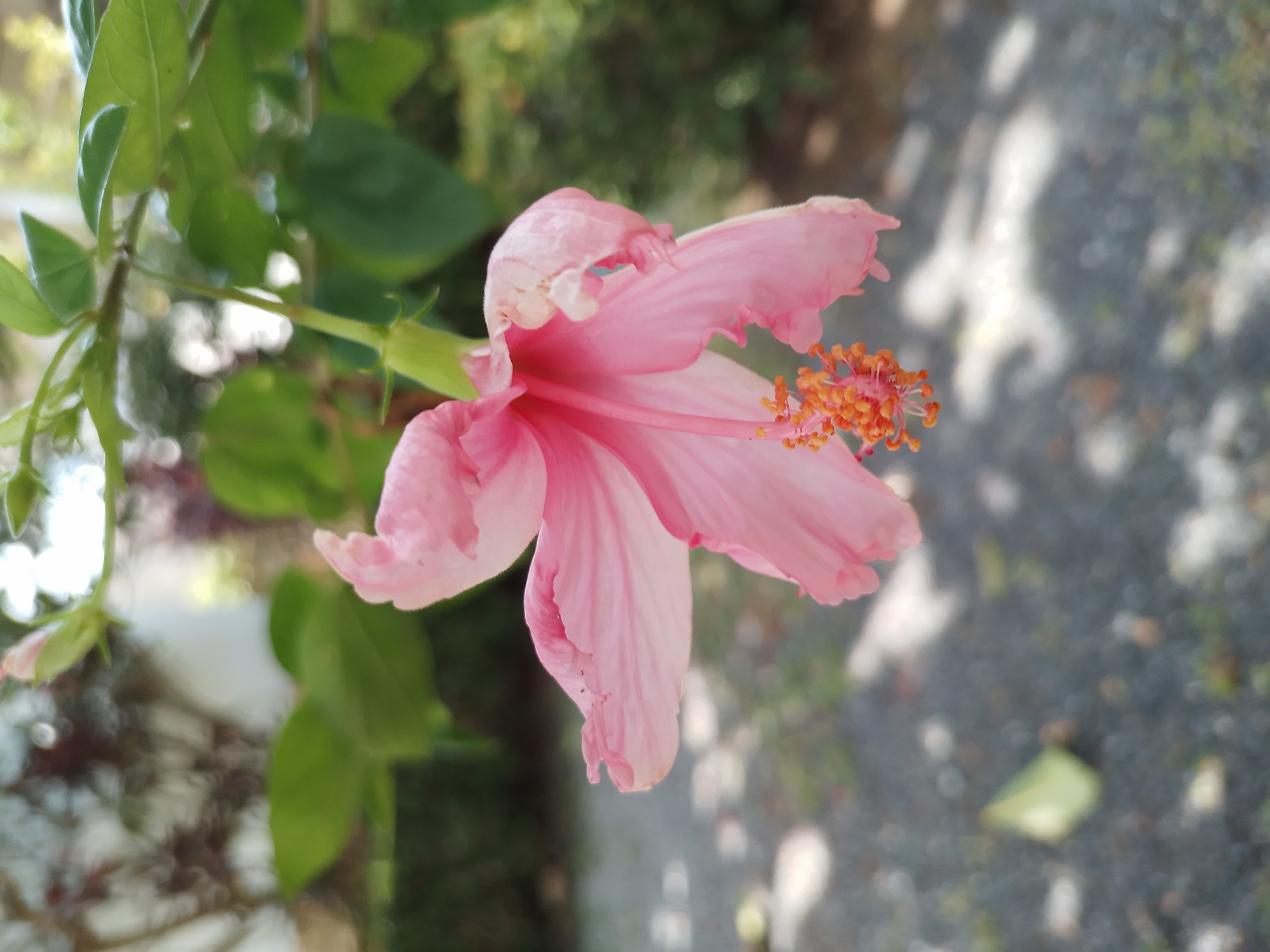 A close-up, outdoor, eye-level shot focuses on a delicate pink hibiscus flower in Baan Mae Nam, Thailand. The flower, predominantly pink with lighter, almost white edges, hangs from a green stem and leaves. Its five petals are ruffled and slightly translucent, revealing the vibrant orange stamen at its center. The background is softly blurred, showing hints of green foliage, dappled sunlight on a gravel path, and distant structures. There are no people or animals visible in the frame.