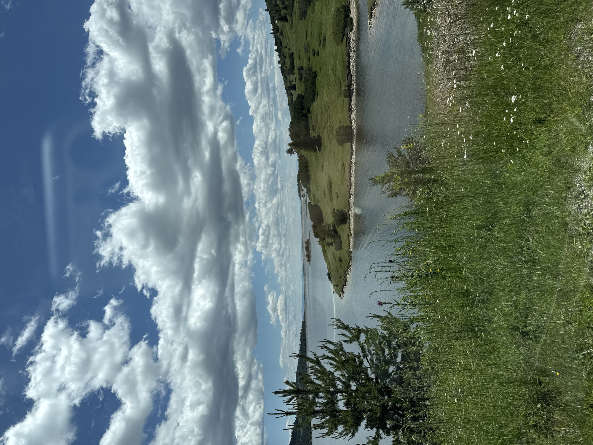 The image captures a scenic landscape with a body of water, rolling green hills, and a dynamic sky filled with fluffy white clouds against a bright blue backdrop. In the foreground, tall green grass and wildflowers are visible, with a coniferous tree on the left side. The water appears calm and reflects the sky, leading towards a distant horizon where landmasses are visible. The overall scene suggests an outdoor, natural environment, likely during daylight hours under a partly cloudy sky. There are no people or man-made structures immediately apparent in the visible portion of the image. The location is not Smolevo, Bulgaria.