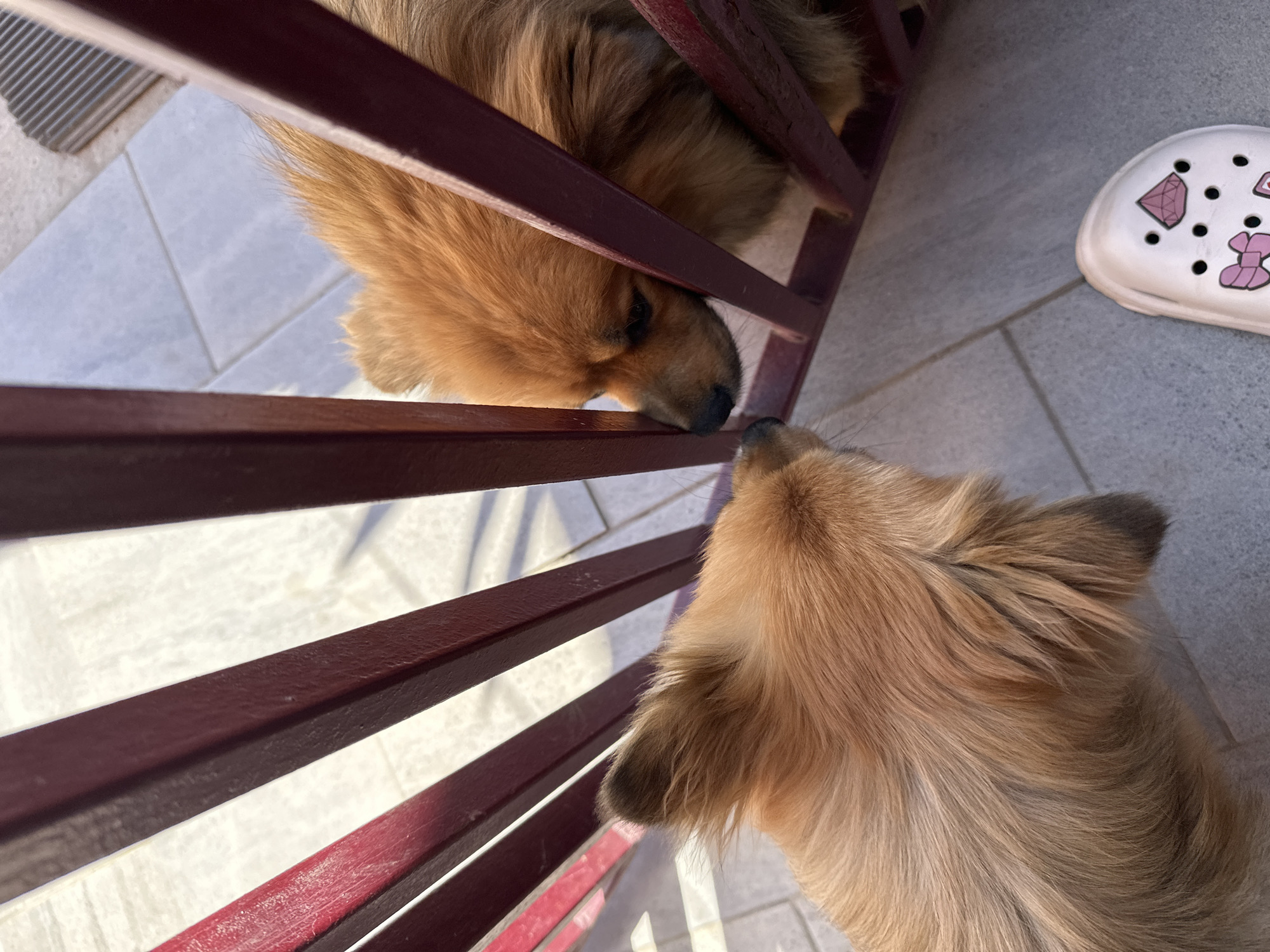 Two light brown Pomeranian dogs are interacting through a burgundy metal railing. One dog is positioned on top, and the other is below, with their noses nearly touching. The scene is outdoors on a tiled surface. A white clog with pink decorations is visible in the upper right corner. It is not possible to determine the location in Manole, Bulgaria, from the image alone.