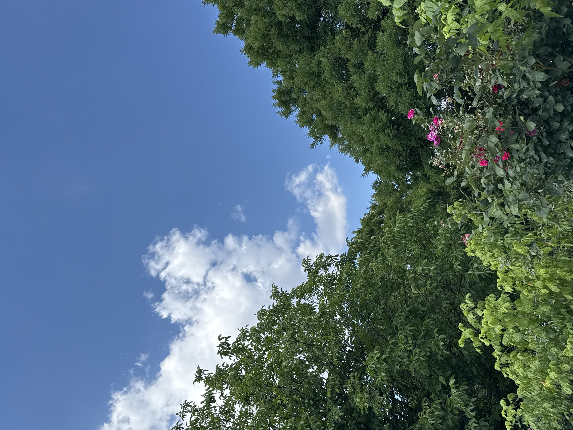 This is a low-angle shot of a bright blue sky with scattered white clouds, viewed from beneath a canopy of lush green trees. The foliage is dense, with various shades of green indicating different types of trees or perhaps variations in light and shadow. In the mid-ground, a cluster of vibrant pink flowers, likely roses, stands out against the greenery. The composition is dominated by the sky and the trees, creating a natural and serene scene. The bright sky and fluffy clouds suggest it is daytime, likely late morning or early afternoon, with fair weather. There are no people or specific objects visible besides the natural elements. The image evokes a sense of peace and the beauty of nature. Given the location context of Plovdiv, Bulgaria, this scene could be in a park, garden, or a natural area within or near the city. There is no visible text in the image.