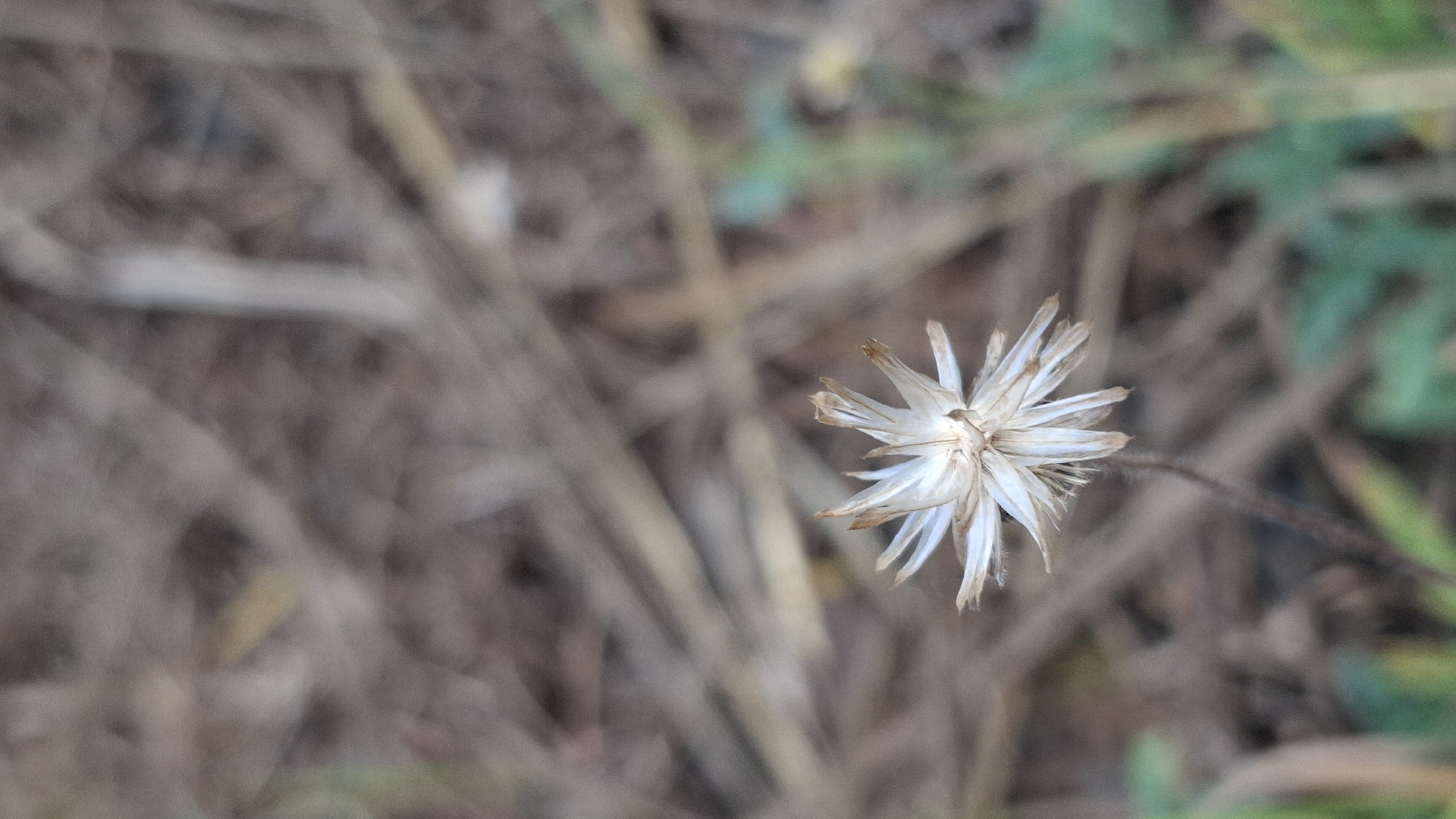 A single, dried white flower with a star-like shape is the focal point of this image, positioned slightly off-center in the lower half. The flower has delicate, pointed petals that are slightly curled and browned at the tips, suggesting it has gone to seed. The background is a soft blur of dry, straw-colored vegetation and hints of green foliage, creating a natural, outdoor setting. The lighting is soft and diffused, casting no harsh shadows. The image appears to have been taken in Cibinong Hilir, Indonesia, likely in an uncultivated area or a natural landscape. No people or animals are visible.