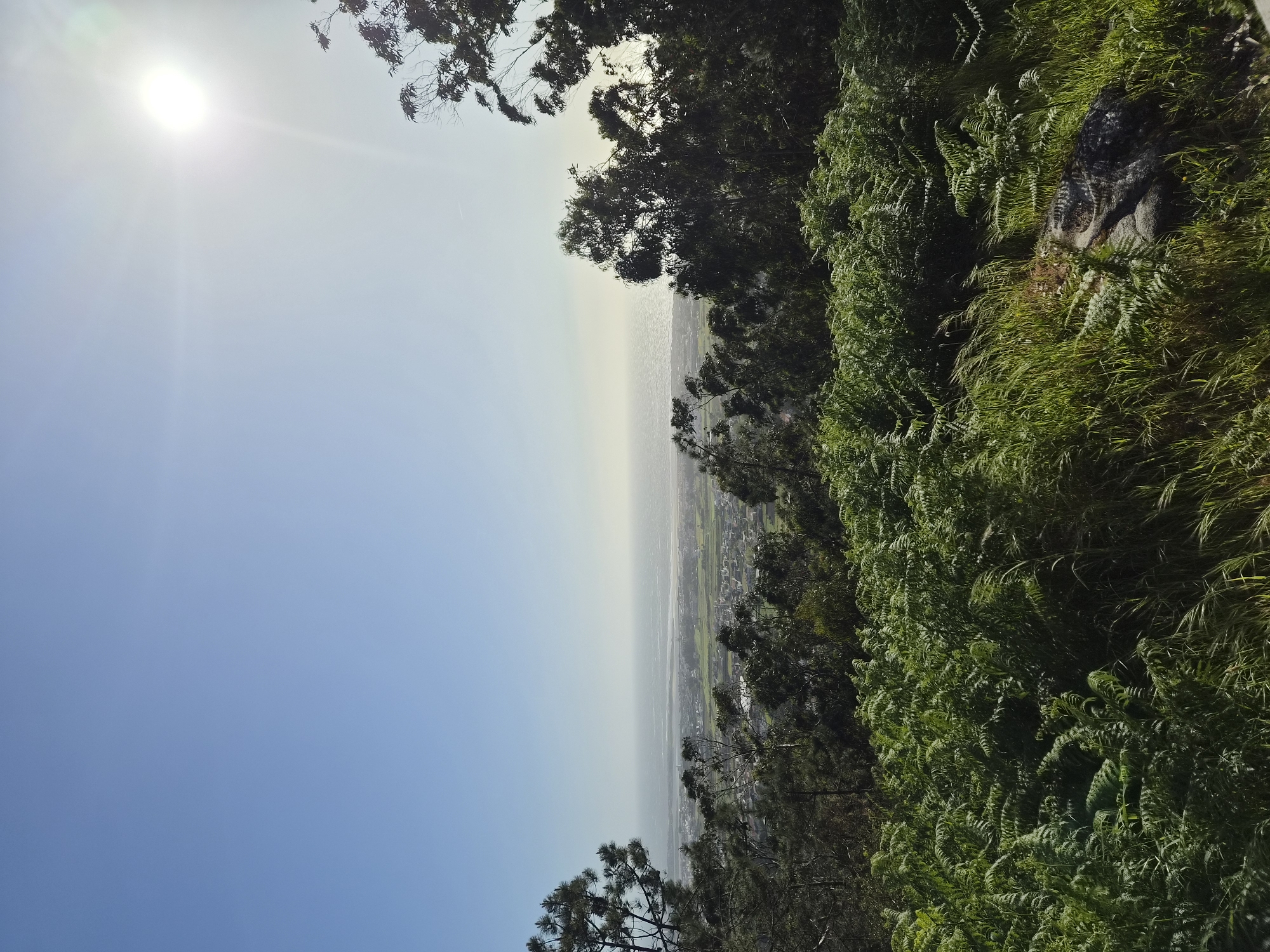 The image presents a landscape view from an elevated position, possibly a hillside, likely in Esposende, Portugal, given the vegetation and general terrain. The sky is bright blue, with the sun visible as a white disk in the upper left. In the middle of the image, there is a view of the coast, with a hazy atmosphere obscuring details, however, it appears to be a view of the city of Esposende. The right of the image is dominated by lush green vegetation, including ferns and grasses. Some trees are visible along the top and bottom edges of the image. There are no people or animals visible.