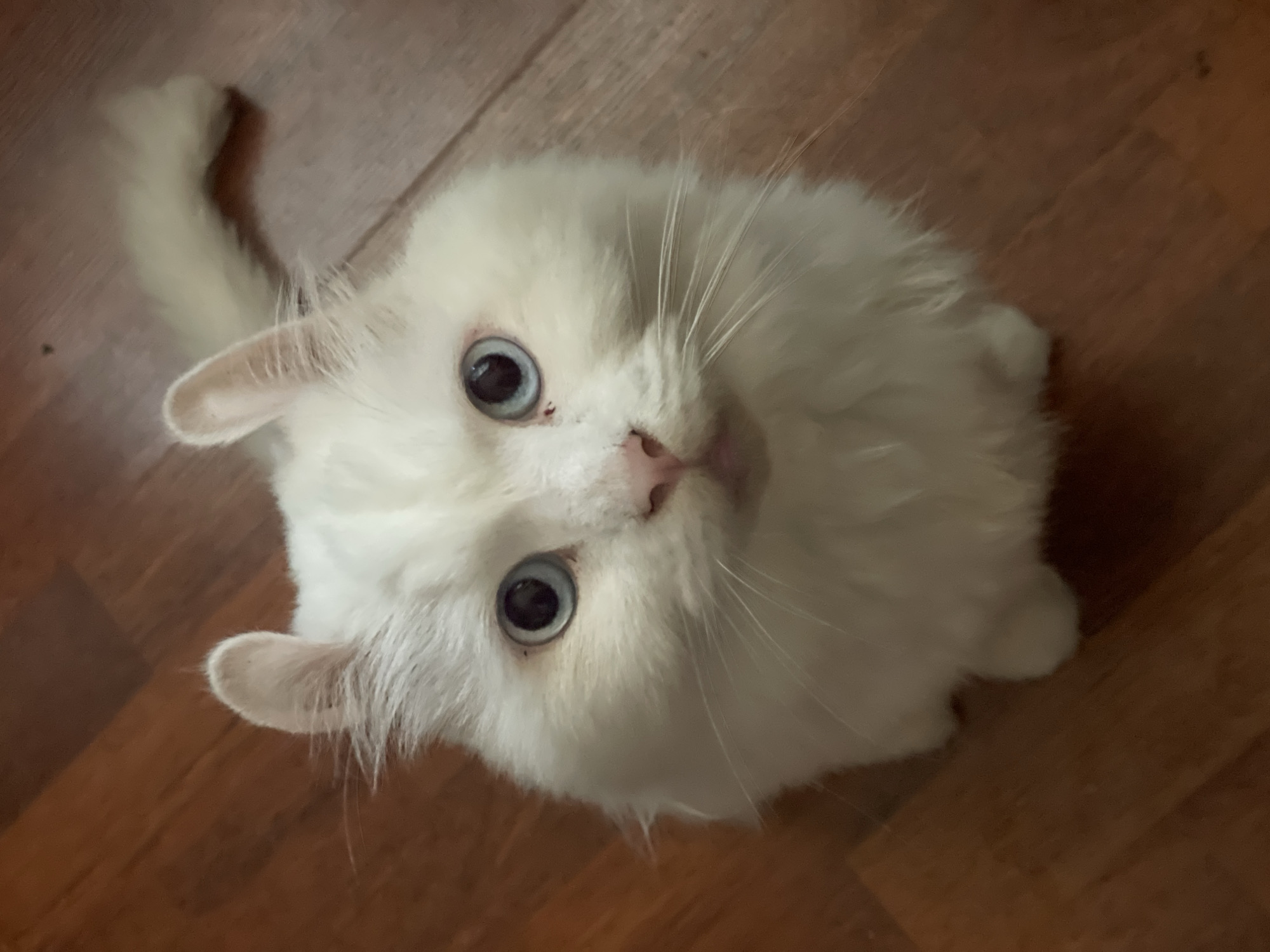 A white fluffy cat with blue eyes and curled ears sits on a wooden floor indoors. The cat is looking directly at the camera. The background consists of a wooden floor with visible grain and color variations, indicative of indoor flooring. No information about the city of Aktau, Kazakhstan, is present in the image.