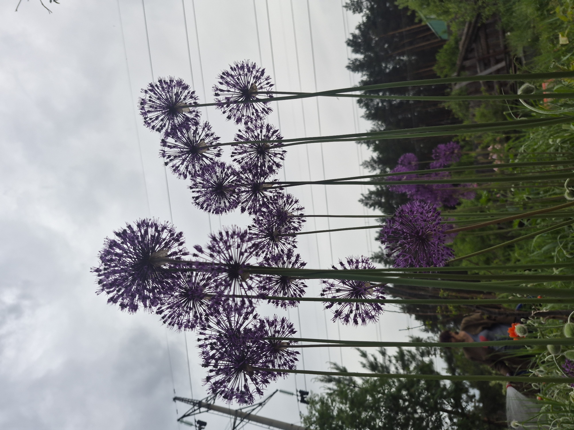 The image shows a cluster of purple Allium flowers with tall, green stems, viewed from a low angle against a cloudy sky. Electrical power lines are visible in the background. A blurry background shows a garden with green foliage, trees, and a wooden structure. The location is Chaikovsky, Russia. A person is visible in the background, partially obscured by the flowers and foliage. There is another flower that is orange.
