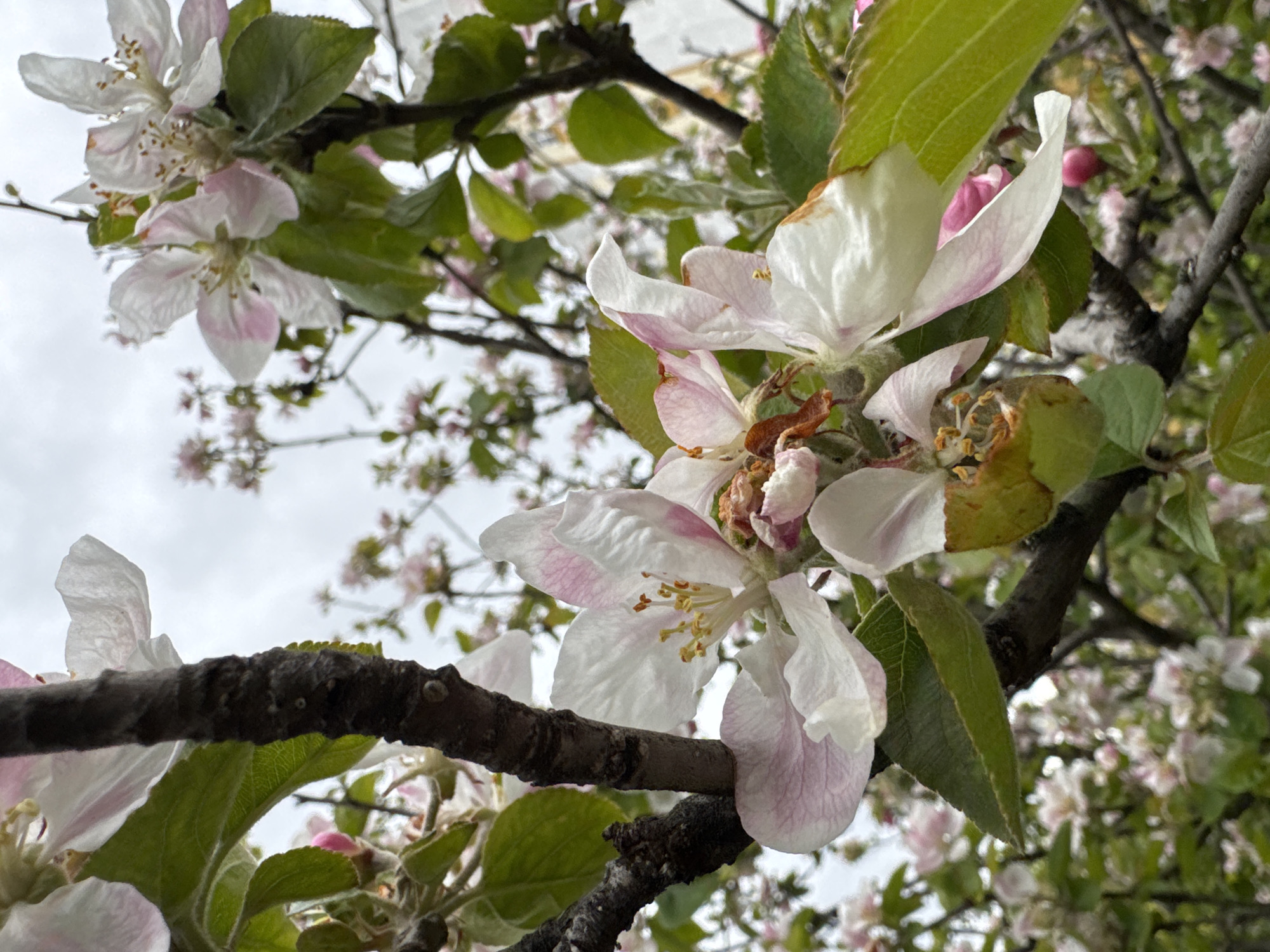The image shows a close-up view of apple blossoms on a tree branch. The petals are mostly white with a slight pink hue. Some of the blossoms are starting to wither. Green leaves are visible amongst the blossoms. The background consists of more blossoms and branches, with a cloudy sky peeking through. The location is in the city of Sevastopol, Ukraine.