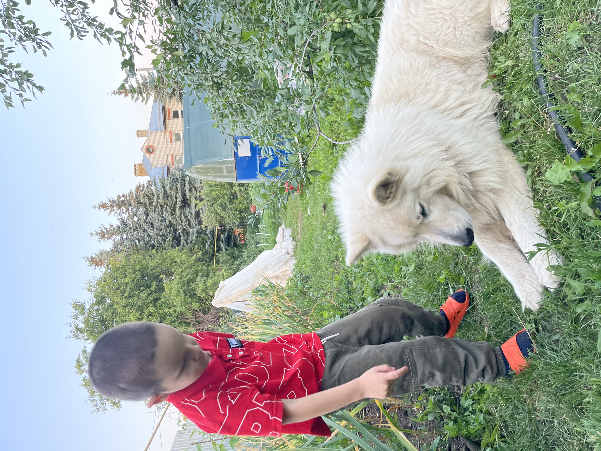 In this image, a young boy wearing a red shirt with white geometric patterns and green pants is sitting on the grass in an outdoor setting, likely a yard or garden. He is looking down towards his feet, which are adorned with bright orange clogs and dark socks. Next to him, a large, fluffy white dog is lying down, also looking towards the boy. The dog appears to be a Samoyed or a similar breed.
The background reveals a lush green environment with trees and foliage. In the distance, a building with a brick facade, dormer windows, and chimney stacks is visible. There are also hints of structures like a blue tarp or shed and some white sheeting. The scene suggests a casual, possibly warm, day, indicated by the outdoor activity and the attire of the subjects. The lighting suggests it is daytime, possibly late afternoon given the soft light. The overall mood appears peaceful and relaxed, with the boy and dog sharing a quiet moment. The location is identified as Laishevo, Russia, which provides geographical context for the rural or suburban environment depicted.