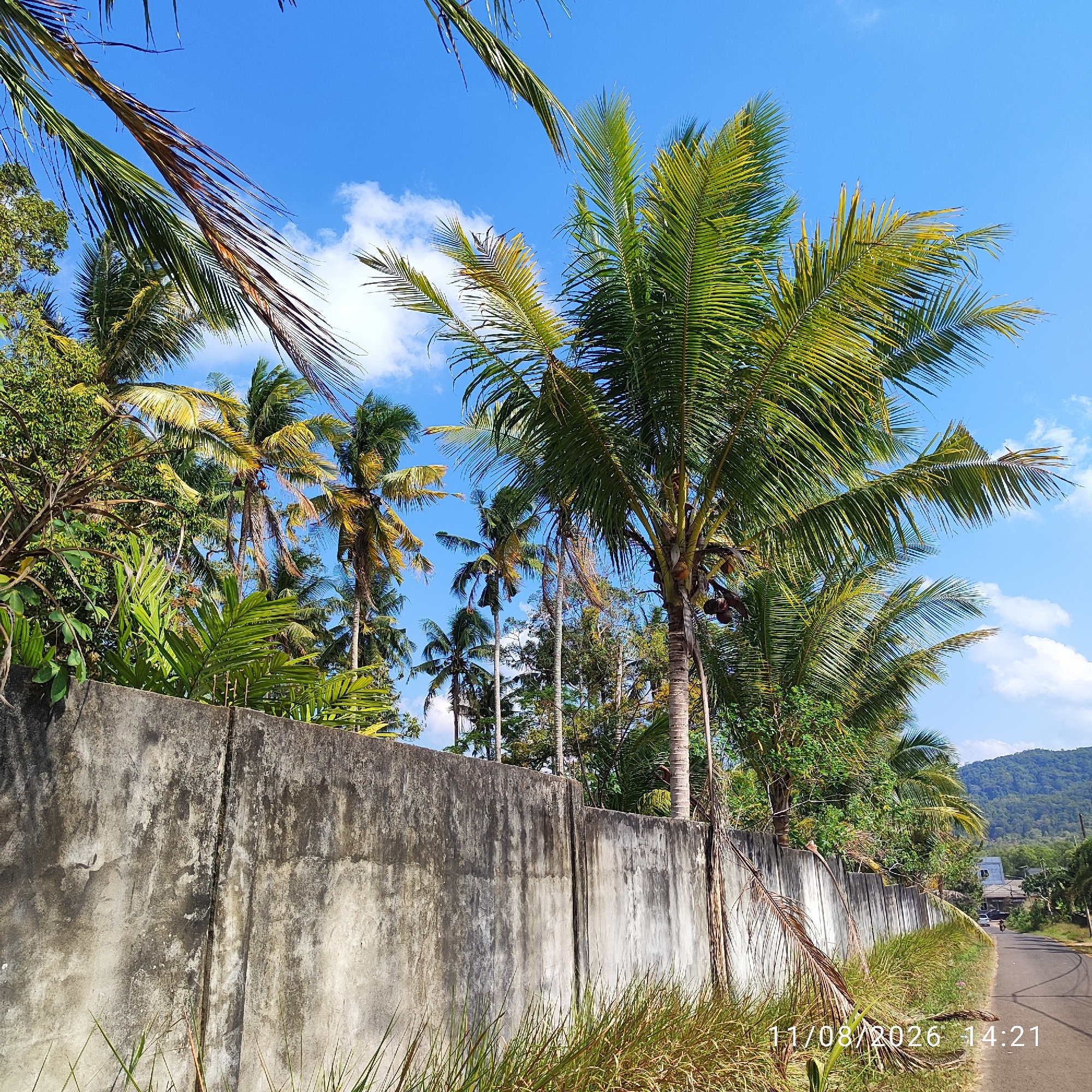 A concrete wall runs along the left and central portions of the image, showing signs of age and discoloration. Beyond the wall, numerous palm trees with fronds of varying green and yellow hues dominate the landscape, some reaching high into a clear blue sky with scattered white clouds. To the right of the wall, a paved road curves into the distance, bordered by green grass and vegetation. In the background, there are some houses and a densely forested hill. The date and time "11/08/2026 14:21" are superimposed on the lower right portion of the image. The scene appears to be outdoors in a tropical or subtropical environment, possibly in Pembaharuan, Indonesia, given the prevalence of palm trees and the overall atmosphere. There are no people or animals clearly visible in the image.