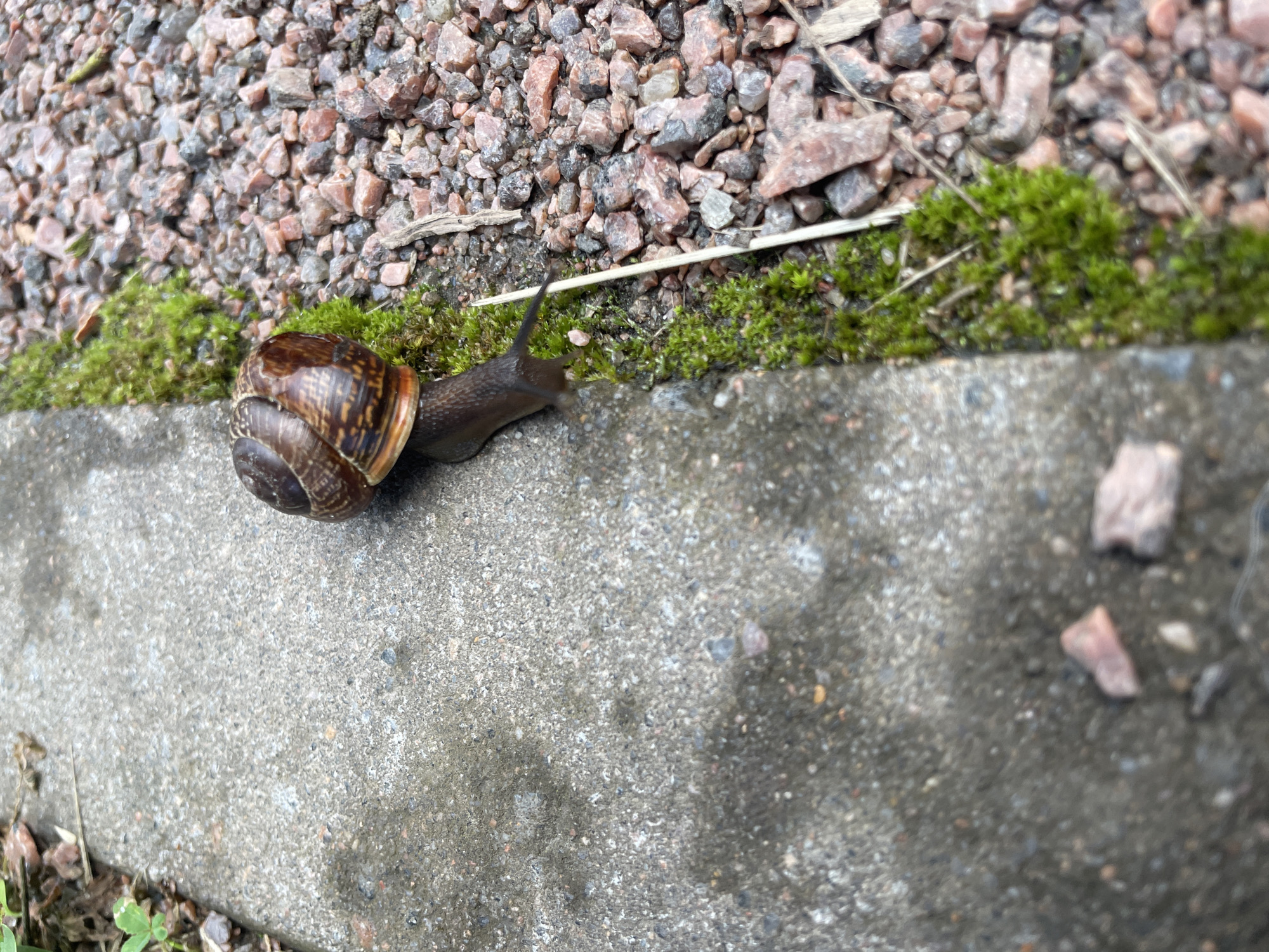 A close-up, high-angle shot captures a snail moving on the edge of a concrete pathway. The snail's shell, with its brown and tan spiral pattern, is prominent, and its dark body is extended forward. To the right of the concrete, the ground is covered with small, reddish-brown gravel and patches of bright green moss. A thin, dry twig lies horizontally across the gravel and moss. The concrete itself is textured and appears slightly damp, with some small, light-colored pebbles embedded within it. The background is out of focus, suggesting a shallow depth of field. The scene is located in Saint Petersburg, Russia.