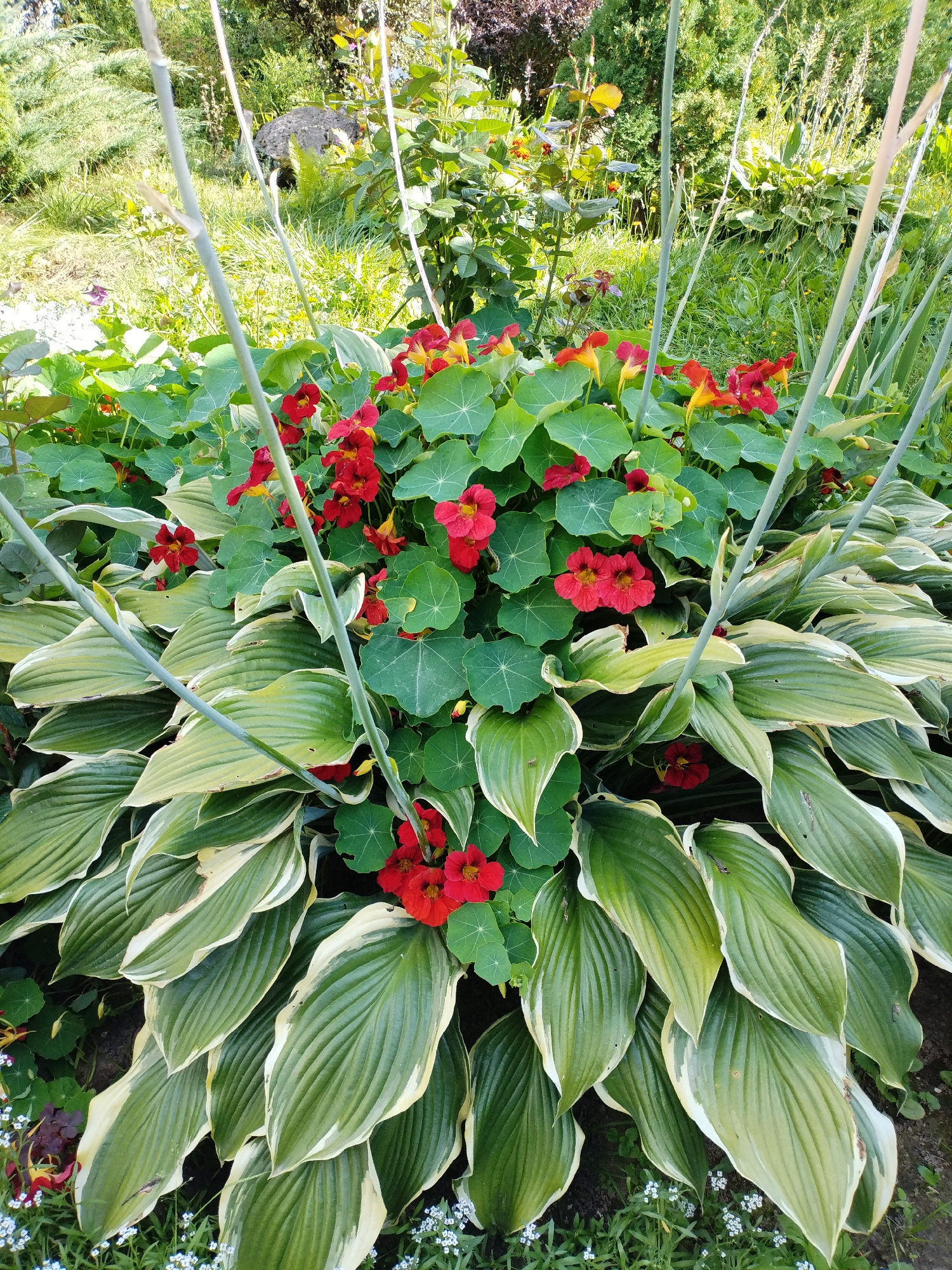 This is a medium-angle, eye-level, outdoor shot of a garden bed featuring a cluster of vibrant red and yellow nasturtiums growing amongst large, variegated hosta plants. The hosta leaves are predominantly green with creamy white edges, arranged in a lush, layered fashion. Tall, thin, pale green stalks, possibly from dried ornamental grasses, are scattered throughout the scene. The background consists of green foliage and grass, suggesting a sunny day. The specific location is a garden in the city of Bialynichy, Belarus. There are no people or animals visible in the image.