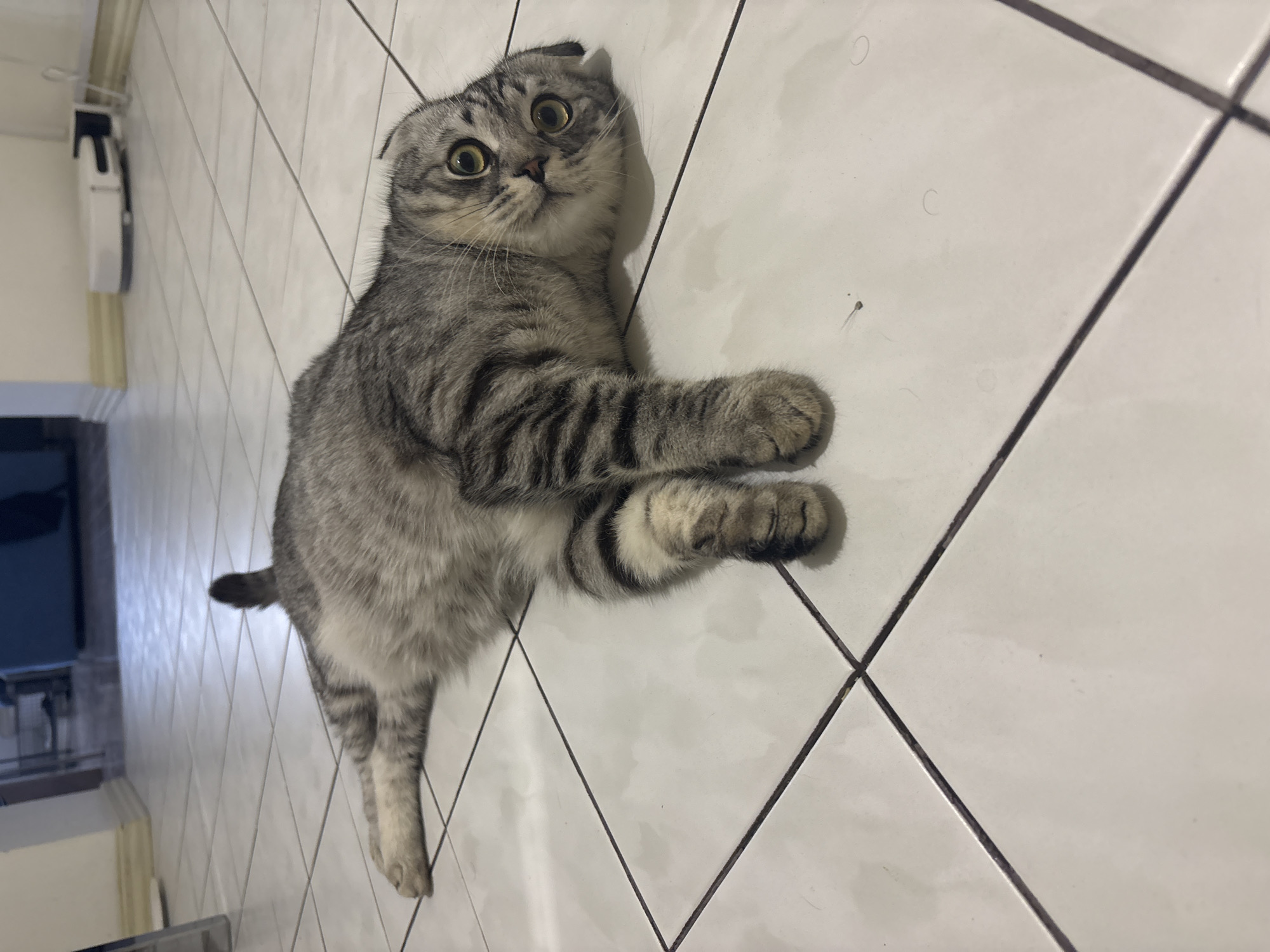 A grey tabby cat with folded ears is lying on a tiled floor. The tiles are white with dark grey grout. The cat is positioned diagonally on the tiles, looking up and slightly to the left. Its front paws are outstretched. In the background, a white cabinet and a dark opening, possibly a doorway, are visible. The location is potentially a domestic interior in Perm, Russia.