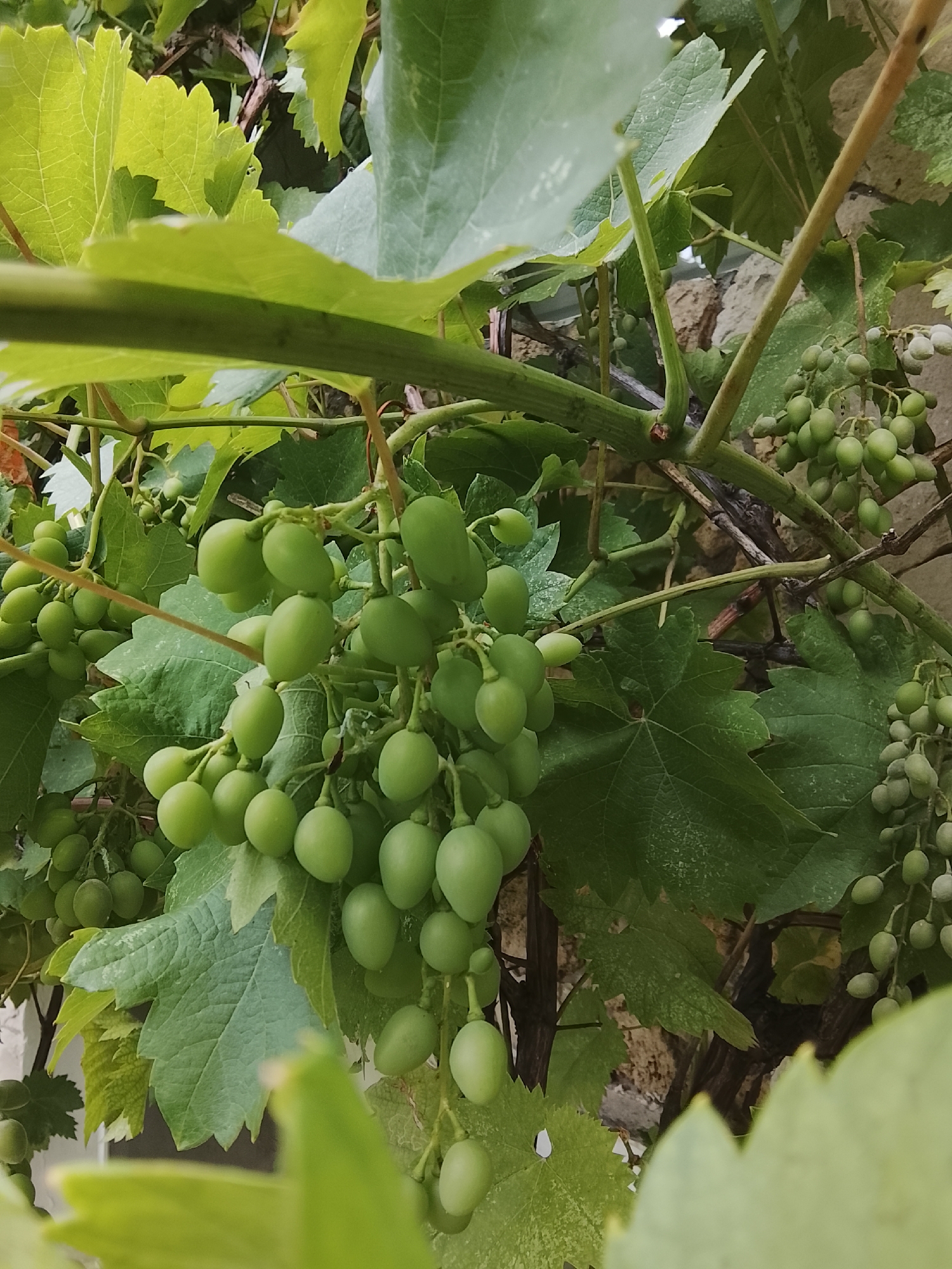 A close-up, downward-angle shot captures clusters of unripe green grapes hanging from a vine. The grapes are small and round, some oval-shaped, and are tightly packed together on thick stems. They are a vibrant, light green color, with a slightly dusty or matte texture. Several large, veined green grape leaves are visible, some overlapping and some casting shadows. Interspersed with the leaves and grapes are thin, woody brown vines and branches, some appearing dry and darker. The background is out of focus but suggests a rough, textured surface, possibly a stone or brick wall, of a building. The lighting is natural, indicating it is daytime. The scene is static, with no visible movement or subjects other than the vegetation. The location of Codru, Moldova is not explicitly depicted in the visual elements of the image.