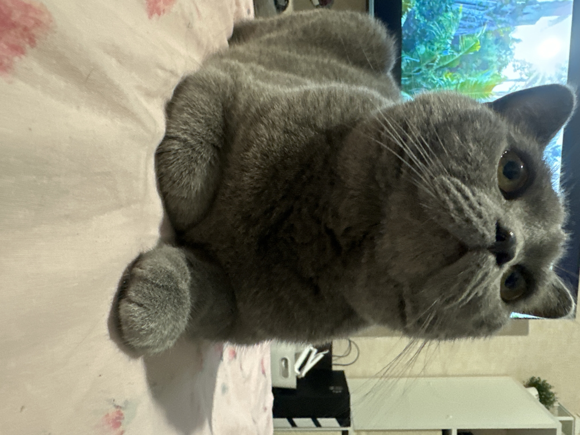 A grey British Shorthair cat is resting on a pink, floral-patterned blanket in what appears to be a domestic indoor setting. The cat is positioned facing upwards, with its head tilted slightly. Behind the cat, a television screen displays a nature scene with lush green foliage and sunlight. To the right of the television, a white shelving unit with a small potted plant is visible. Further to the right, there are black and white storage boxes. The lighting suggests it is daytime, and the overall environment appears to be a living room or bedroom. The location is not identifiable as Perm, Russia from the image alone.