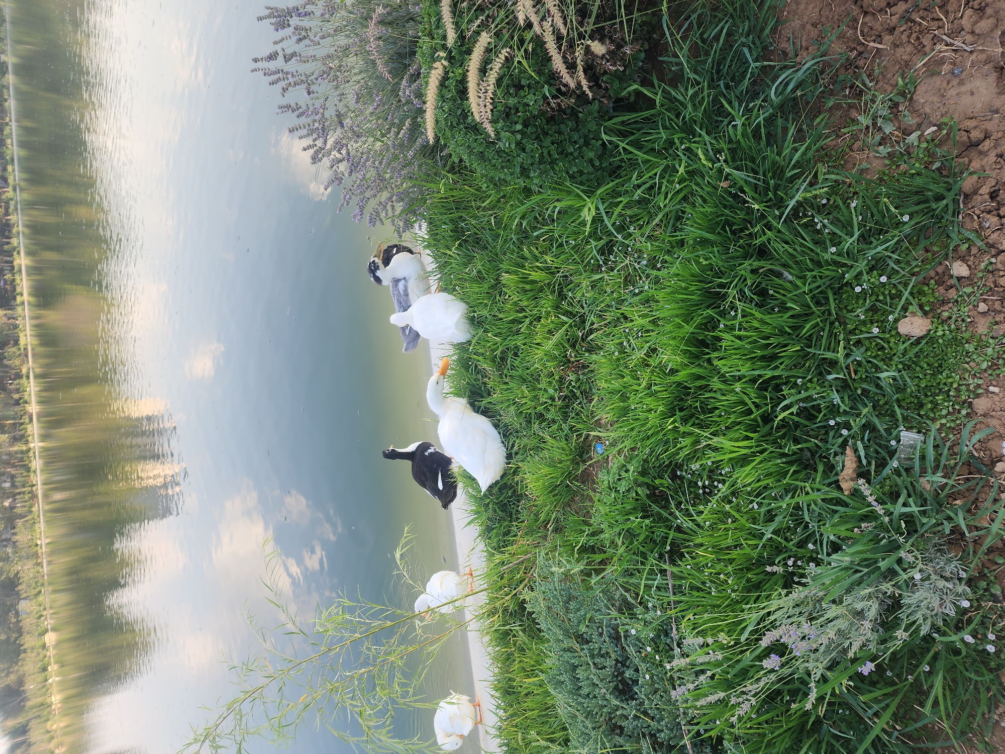 This image depicts a scenic view of a lake with ducks by its shore. A body of water, reflecting trees and sky, occupies the upper portion of the frame. In the foreground, lush green grass and plants, including lavender, border the water's edge. Several ducks are visible on the bank: two white ducks are facing away from the camera, one white duck is facing left with its head down, and two ducks with black and white plumage are near the water. The scene appears to be a park or natural area within the city of Chirchik, Uzbekistan, offering a peaceful, outdoor setting.