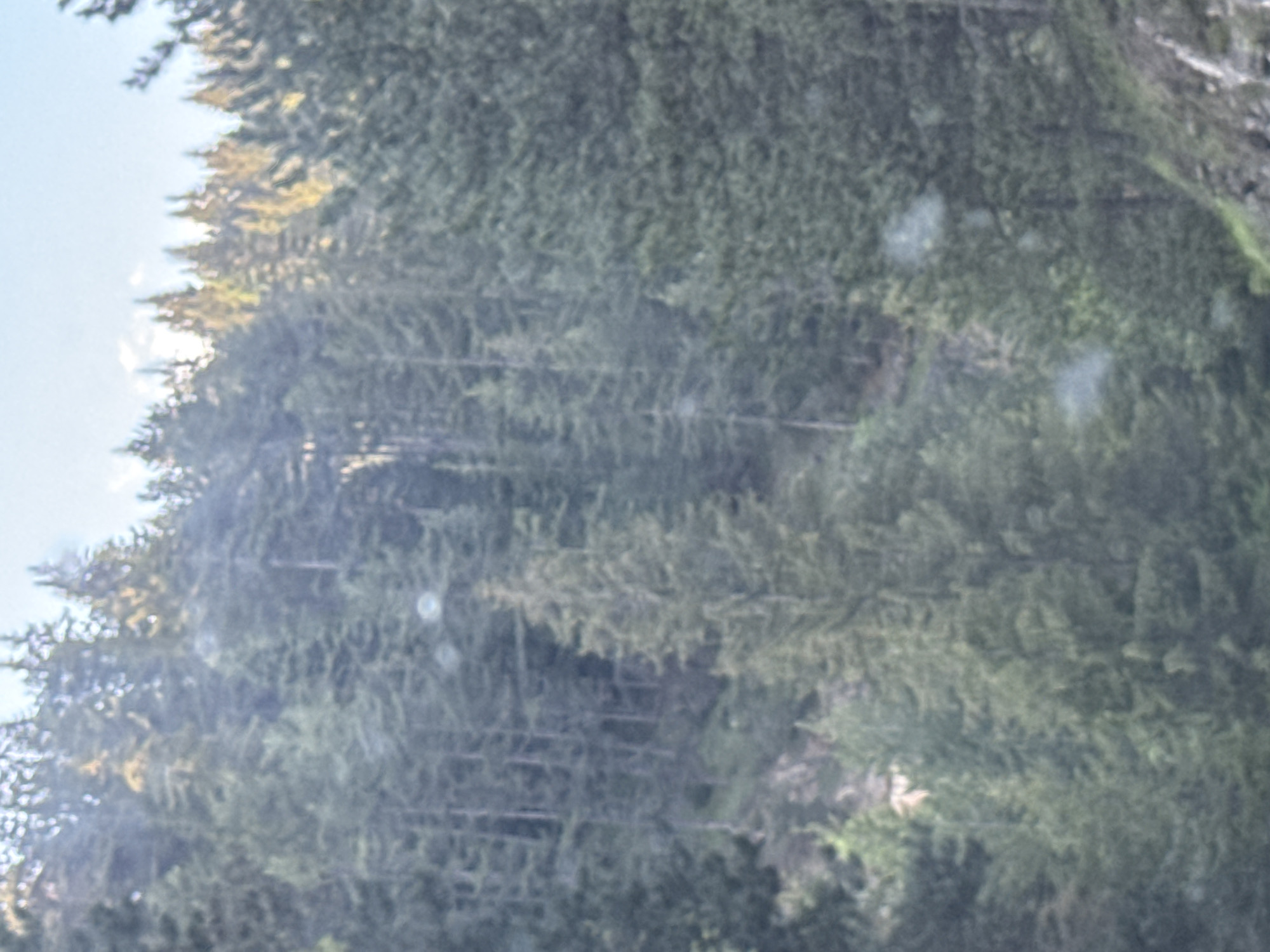 The image displays a dense coniferous forest covering a steep mountainside under daylight conditions, with a bright sky visible in the upper right portion. The predominant color palette consists of various shades of dark green and grey for the tree foliage, with instances of yellowish-golden illumination on the sunlit upper canopy of trees in the background. Individual tree trunks are visible through the dense foliage, particularly in the central and left midground. The terrain slopes steeply from the top right to the bottom left. The bottom right corner of the frame shows a natural ground surface, potentially rocky or an embankment edge. The overall image exhibits a soft focus and contains multiple circular lens flares or internal reflections, distributed across the frame. There are no human subjects, identifiable structures, or specific objects of human origin visible within the frame. The scene represents a natural, unpopulated forested landscape located in the vicinity of Sokolovtsi, Bulgaria.