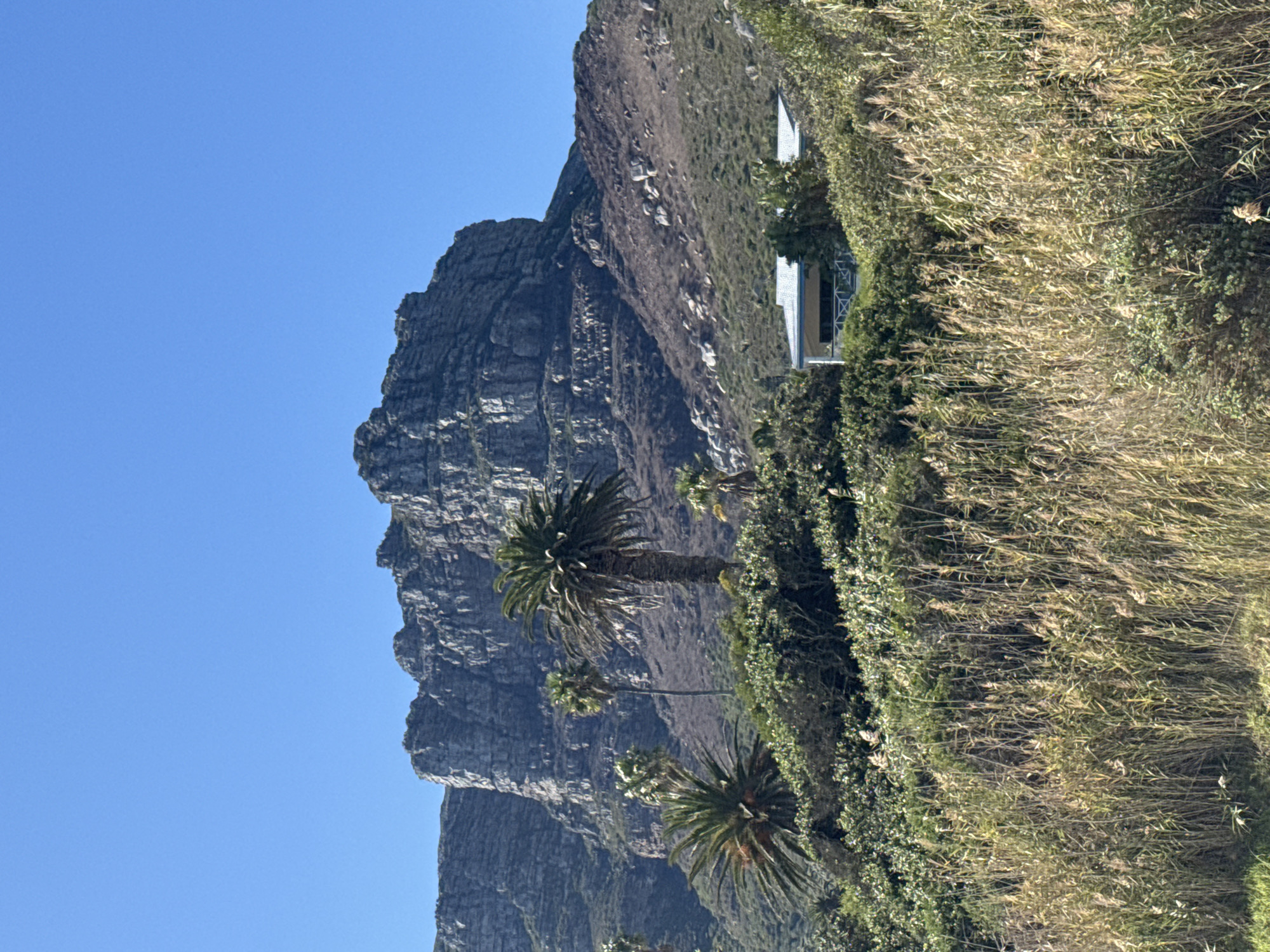 The image captures a view in Hout Bay, South Africa, showcasing a mountain face under a clear blue sky. The mountain dominates the left side of the frame. The right side features foliage including reeds and some palm trees. A building is partly visible amongst the vegetation.