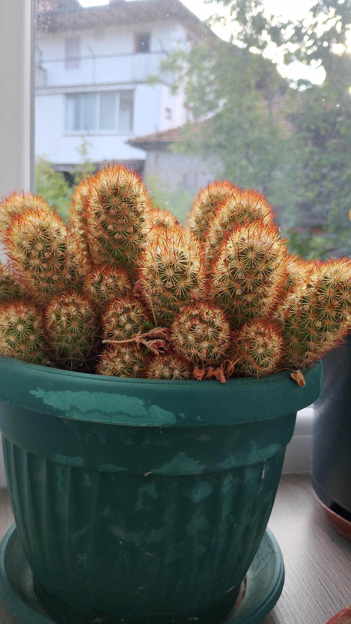 A cluster of cacti, with green bodies and prominent reddish-orange spines, are housed in a fluted, dark green plastic planter. The planter sits on a saucer, also dark green, which rests on a light-colored, possibly wooden surface. The background, viewed through a window, reveals a residential area. In the mid-ground, a white building with multiple windows and a tiled roof is visible. Above and behind it, green foliage suggests trees. The lighting indicates it is daytime, likely late afternoon or early morning, given the soft light filtering through the window and highlighting the cacti's spines. The scene appears to be indoors, near a window, possibly in a home. The location is identified as Smolyan, Bulgaria. No people are present in the image.
