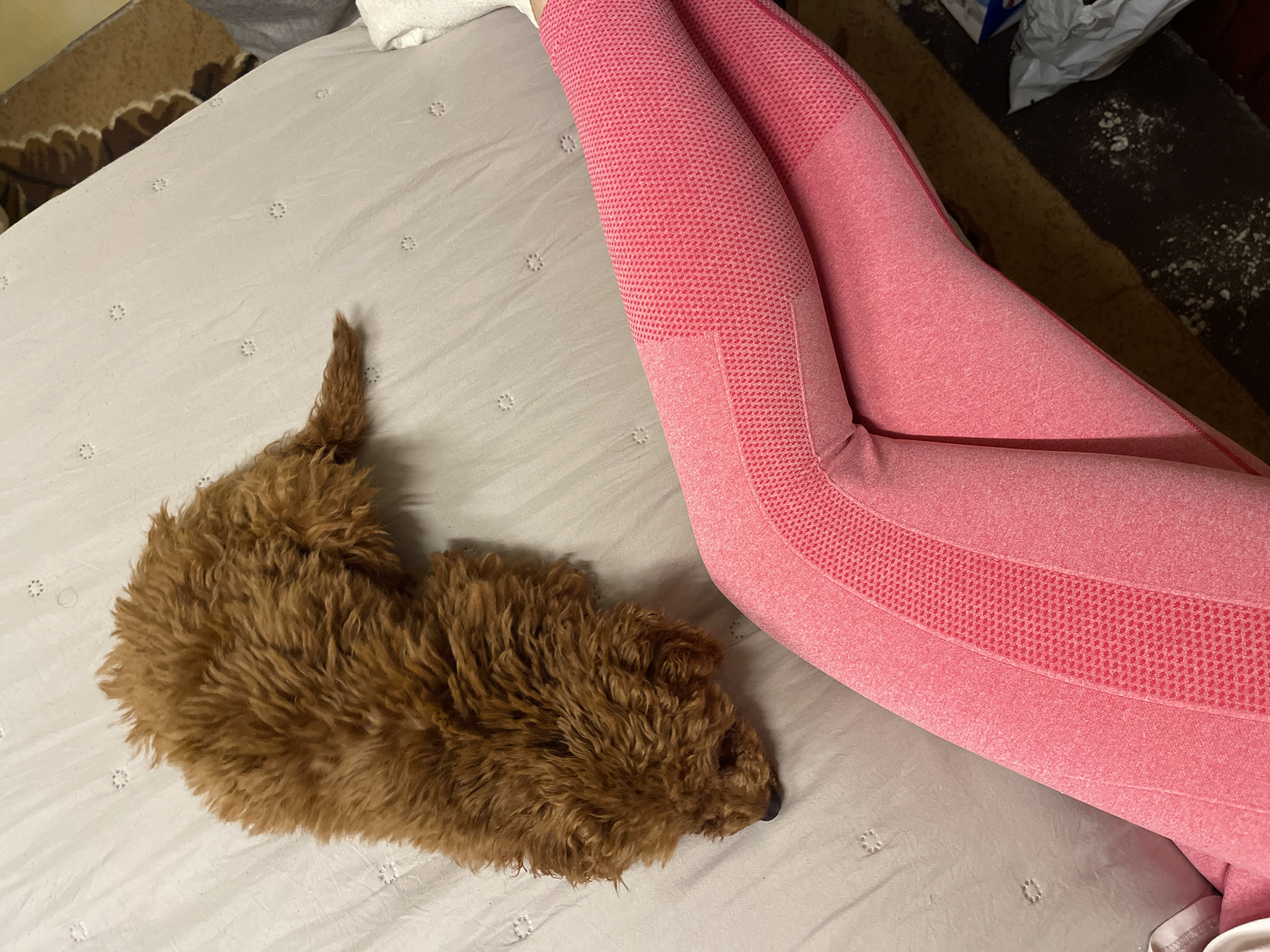 A close-up shot shows a brown poodle lying on a light grey bedsheet next to a person wearing pink leggings. The dog is positioned on the left side of the frame, its body curled up with its tail visible. The person's legs, clad in pink textured leggings, occupy the right side of the frame. The bedsheet features a subtle repeating pattern. The location of the scene is not discernible from the provided image.