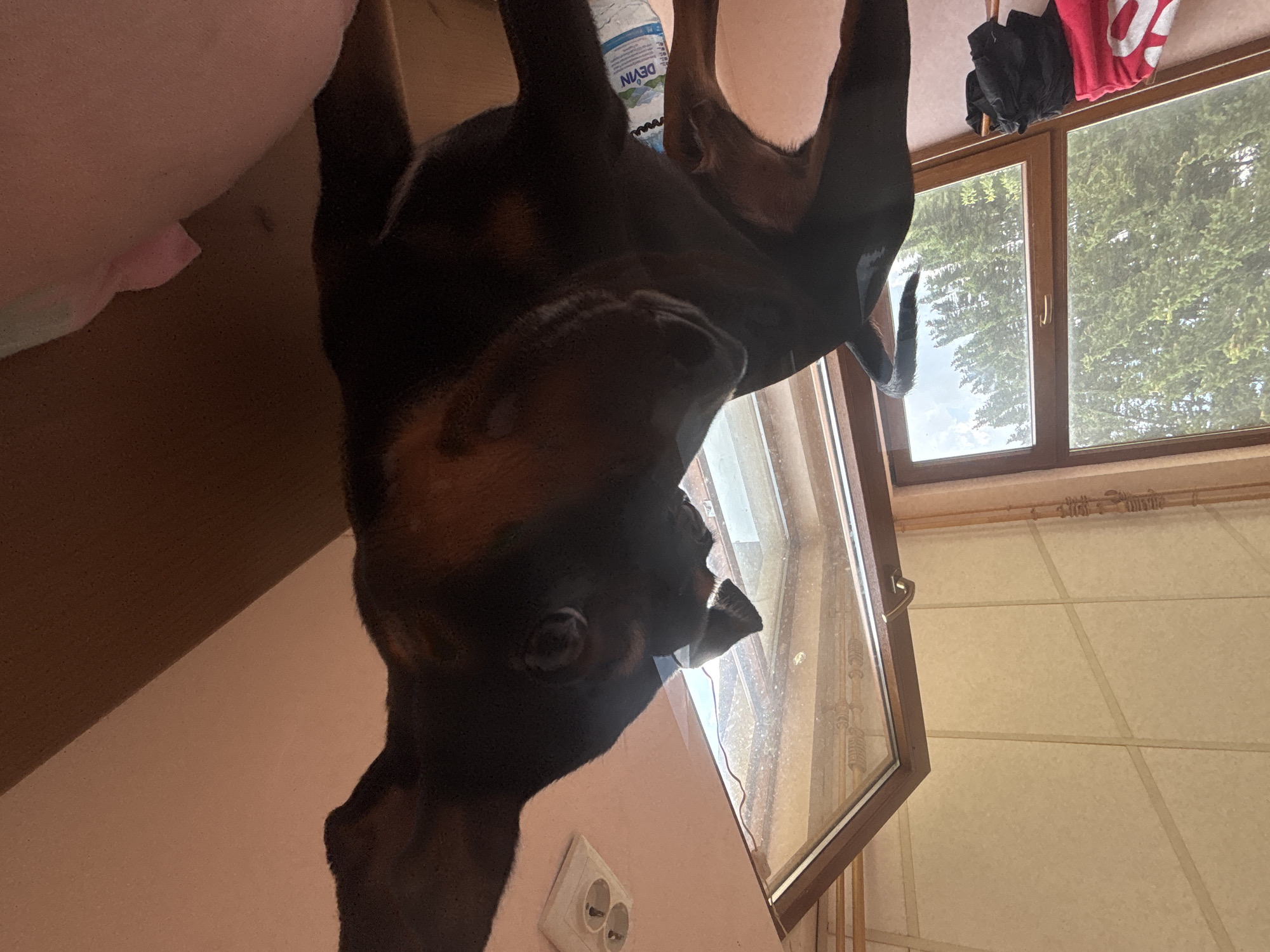 A doberman pinscher, seen from a low angle, stands near a window and an open door. The dog is mostly black with tan markings around its face and legs. Its tail is cocked upwards. The background features a window with trees visible outside, an open doorway, and a light pink wall with a white electrical outlet. A pink towel and a black garment are hanging on a chair or similar object near the window. A plastic water bottle is positioned on the floor near the dog. The lighting suggests it is daytime.