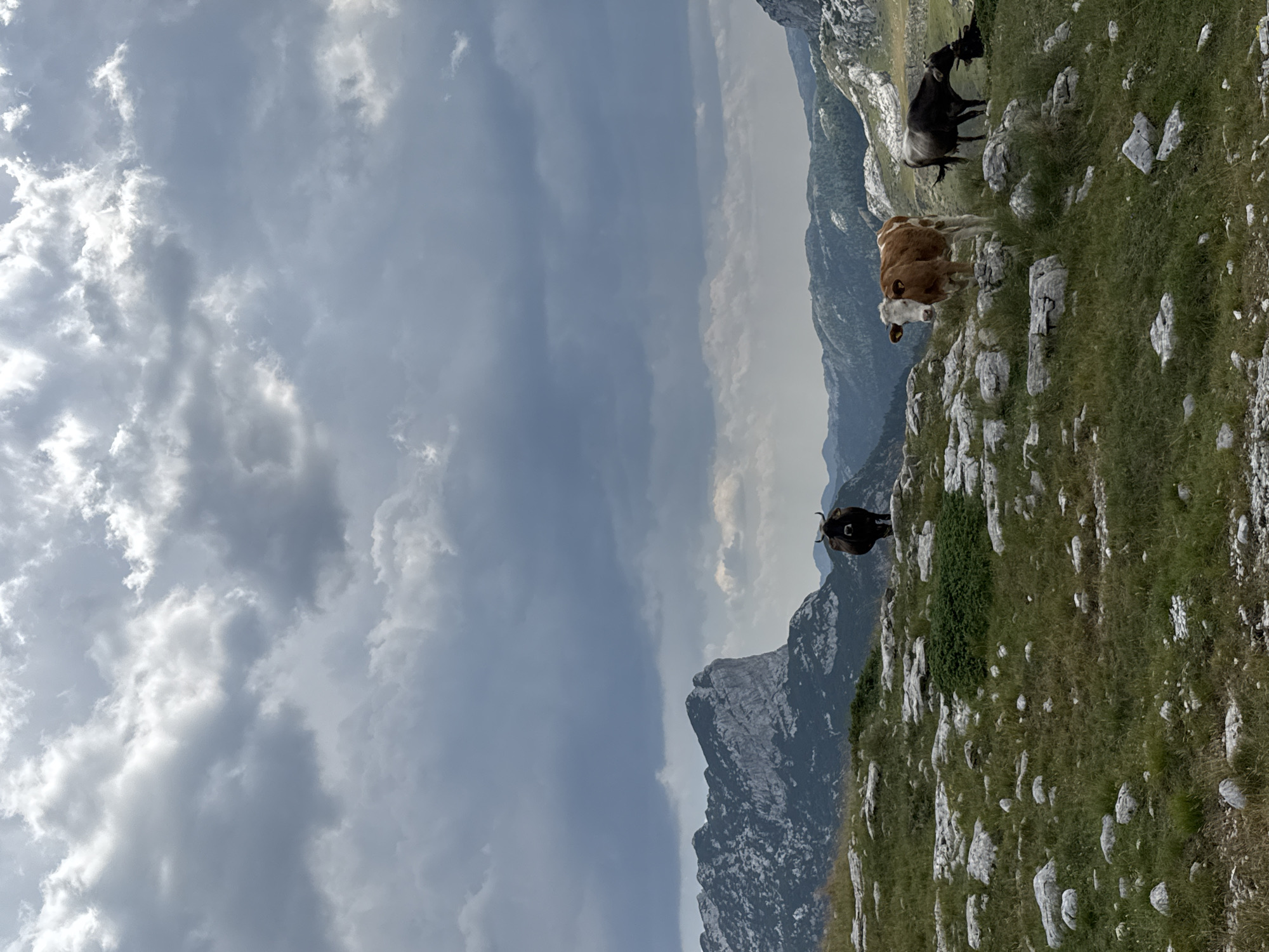 The image captures a pastoral scene in the mountainous terrain of Grabovica, Montenegro. In the foreground, a grassy slope is dotted with scattered white rocks and sparse green vegetation. Several cows are grazing and standing on this uneven ground. One cow, predominantly brown with white markings on its face and legs, is positioned centrally, looking towards the camera. To its right and slightly behind, a darker, possibly black or dark grey cow is visible, with its head down as if grazing. Further to the left and more distant, a dark brown or black cow stands prominently on a higher rise, its head turned to the side. In the background, a majestic mountain range with rugged, rocky peaks dominates the horizon, partially obscured by a dramatic, cloudy sky. The clouds are a mix of dark, heavy storm clouds and lighter, brighter patches, suggesting a dynamic weather system. The overall environment is natural and undeveloped, characteristic of a mountainous rural area.
