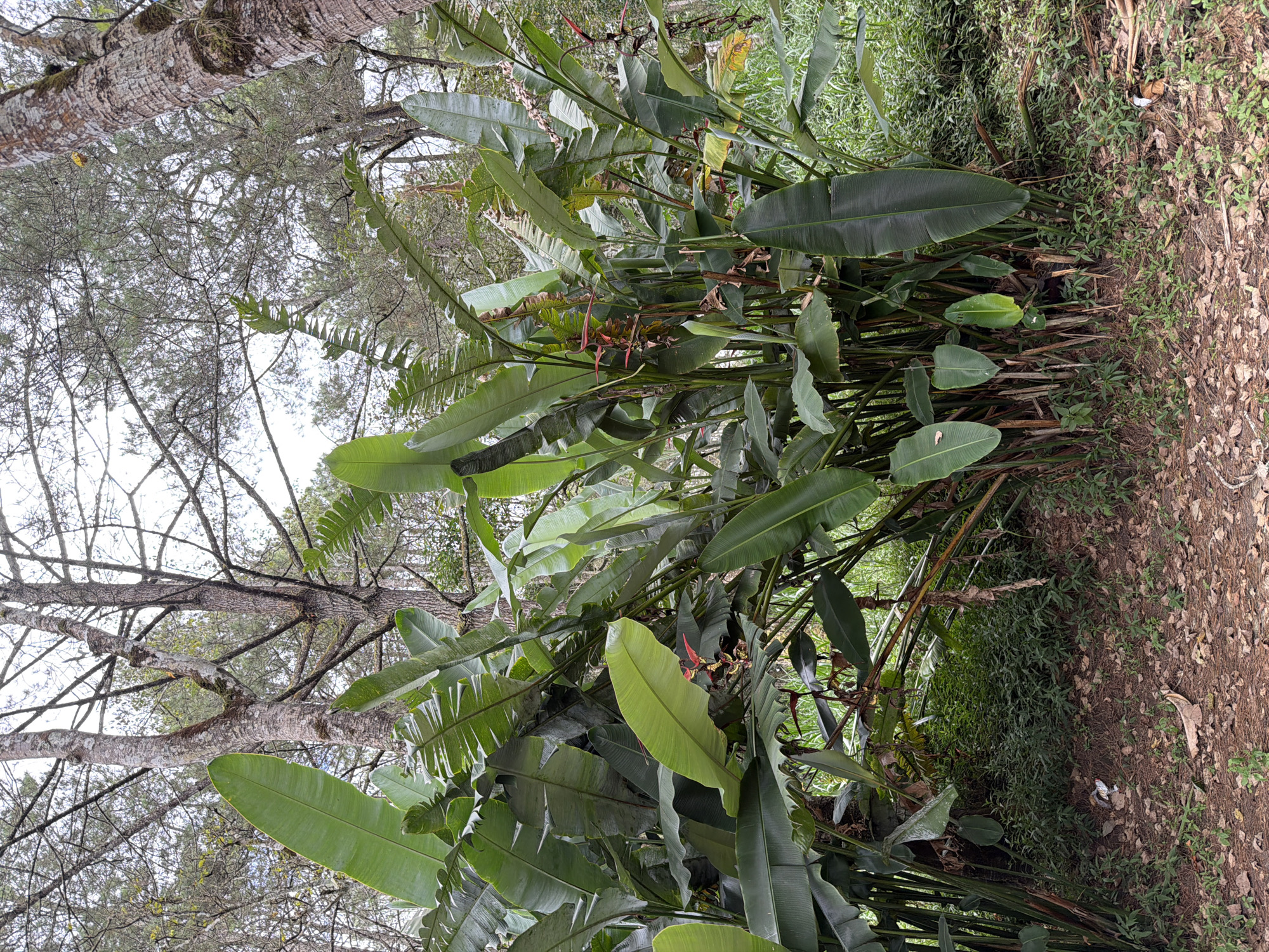 In the city of Kintamani, Indonesia, a cluster of tall, leafy plants, likely Heliconia, dominates the foreground of a naturalistic outdoor scene. The plants feature large, elongated green leaves and some visible flower stalks with red bracts. Behind the lush foliage, the trunks of several trees with rough bark are visible, their branches bare and reaching towards an overcast sky. The ground is covered with dry leaves and pine needles, suggesting a forested or park-like environment. The overall impression is one of dense tropical vegetation within a temperate-like forest setting. There are no people visible in the image.