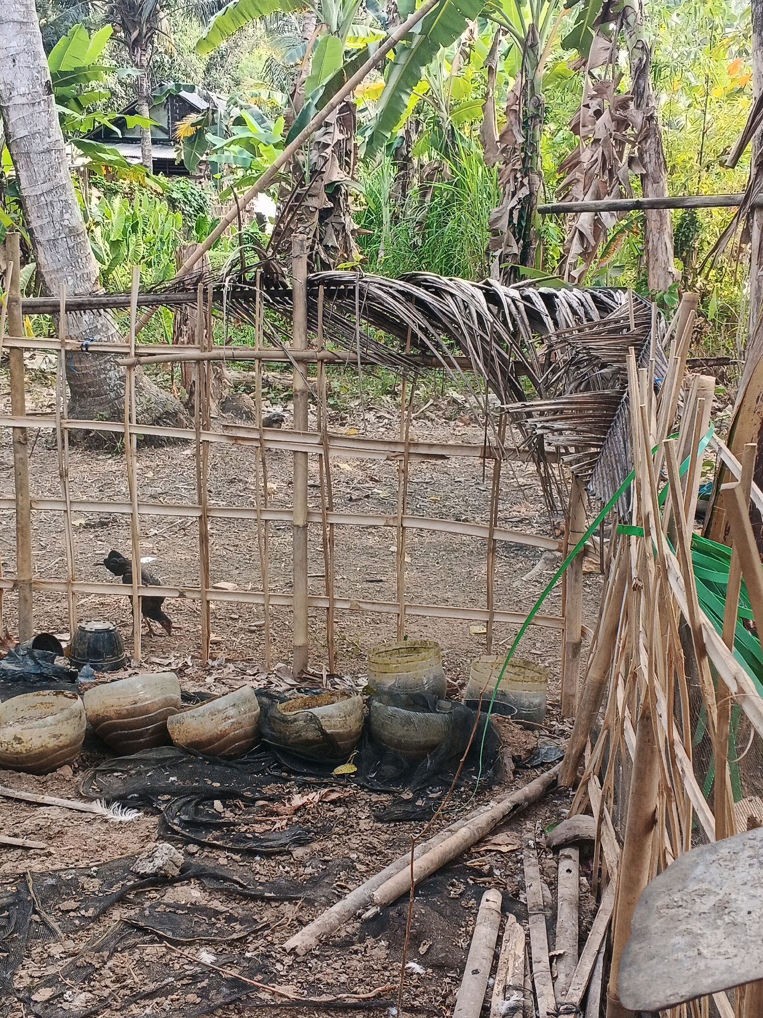 In Karangjengkol, Indonesia, this image captures a rustic scene, likely within a rural or backyard setting. A makeshift enclosure, constructed from bamboo poles and palm fronds, dominates the foreground. Inside this enclosure, several large, empty, weathered plastic containers are scattered on the ground, some appearing to be cut in half. Black netting is also visible, partially covering the ground and some of the containers. A lone chicken, with dark and white plumage, is observed walking within the enclosure, foraging on the dry, leaf-strewn ground. The background reveals lush vegetation, including banana trees and other tropical plants, hinting at a humid, possibly tropical climate. A distant, partially obscured structure, possibly a small house, is visible through the dense foliage. The overall impression is one of a simple, utilitarian space, possibly used for raising poultry or for agricultural purposes, set amidst abundant natural greenery.
