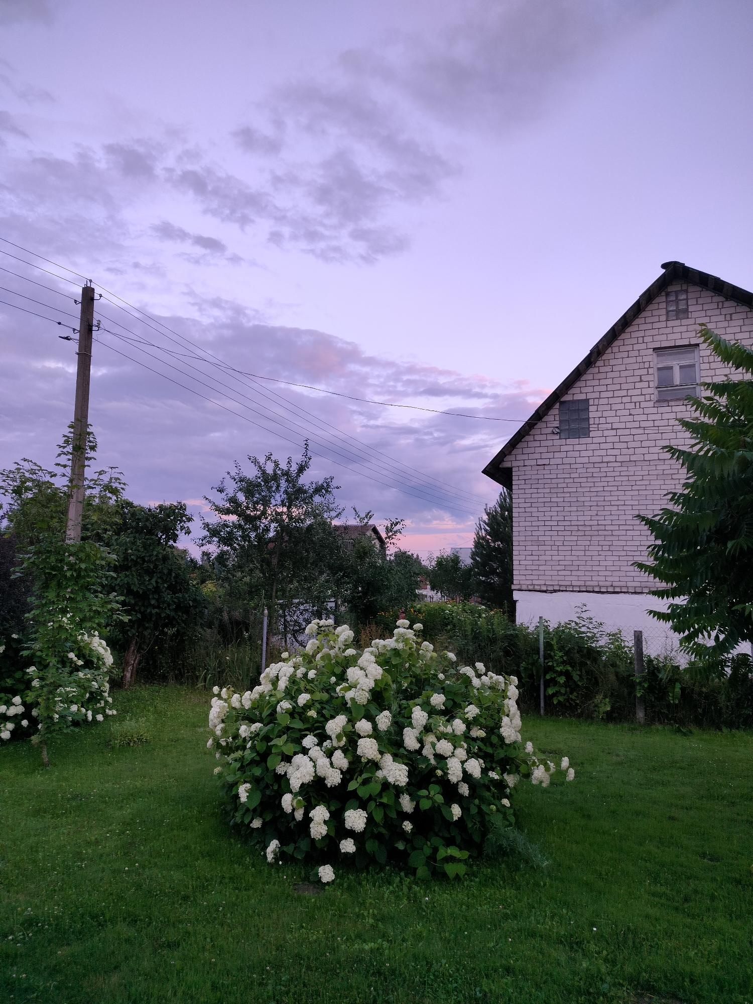 The image depicts a rural scene in Pliski Selski Sovet, Belarus, during twilight. A two-story brick house with a dark roof and a small window on the upper gable and a larger window on the side is situated on the right. The house is partially visible, with its side facing the viewer. In front of the house, a wire fence runs along the property line, partially obscured by greenery.
The foreground is dominated by a lush green lawn, with a large, blooming hydrangea bush with white flowers positioned prominently in the center. To the left of this bush, another smaller hydrangea bush is visible. Several trees and dense shrubbery fill the midground, creating a naturalistic landscape. A concrete utility pole with electrical wires stretches across the upper left portion of the image. The sky above is a soft gradient of purple and pink hues, with scattered clouds indicating the transition from day to night. No people or animals are visible in the frame.