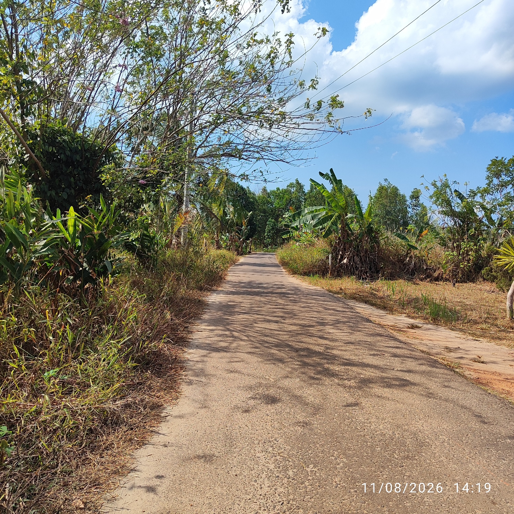 The image depicts a paved road winding through a rural landscape in Pembaharuan, Indonesia. The road is lined with lush green vegetation, including banana trees and tall grasses. Sunlight casts dappled shadows from overhead foliage onto the road surface. In the distance, a dense line of trees forms the horizon under a bright blue sky with scattered white clouds. The date and time stamp "11/08/2026 14:19" is visible in the lower right corner of the image. No people or animals are present in the scene.