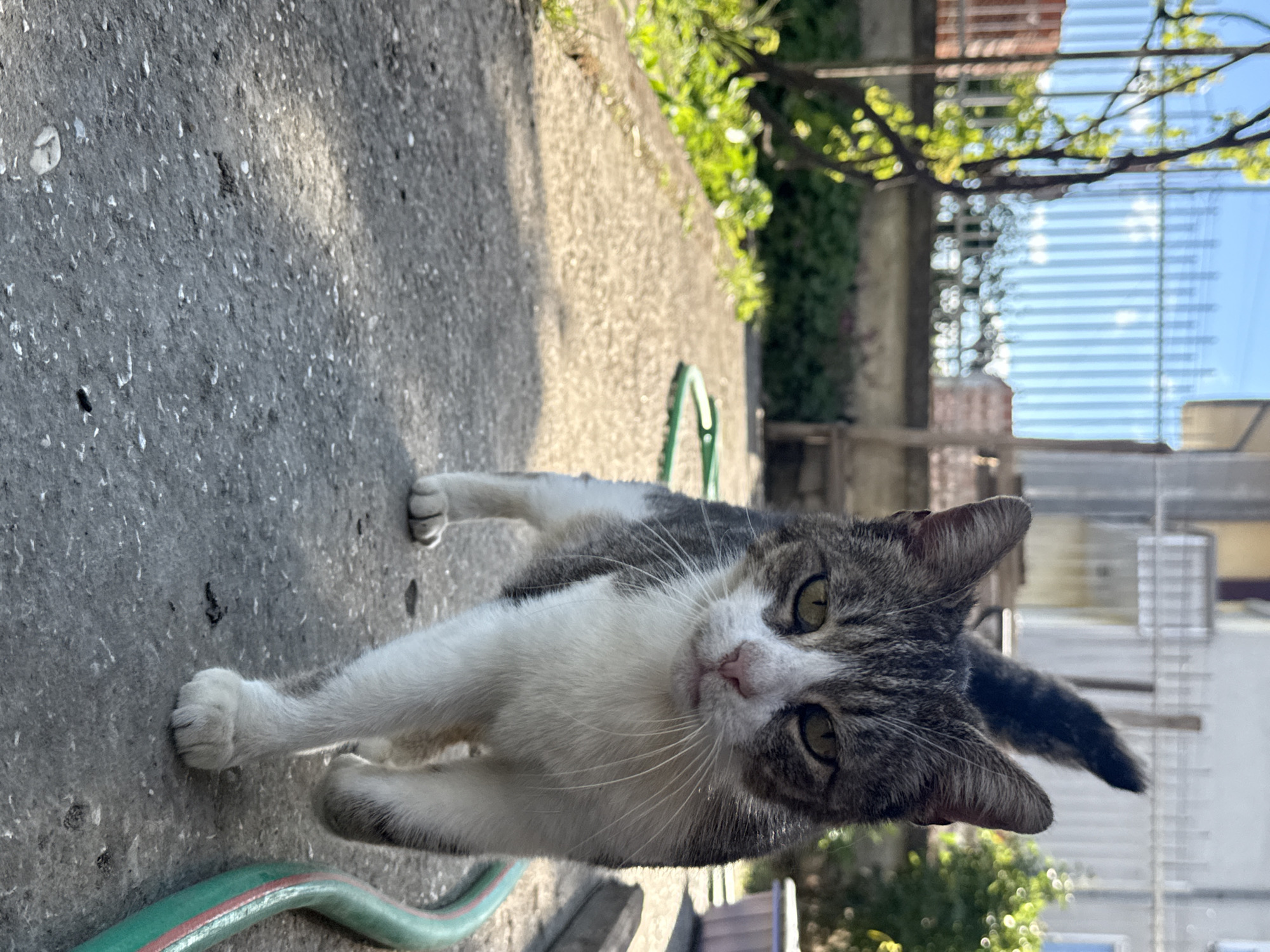 A grey and white cat stands on a concrete surface, likely a sidewalk or driveway, in an outdoor setting. A green garden hose runs along the lower edge of the scene. Behind the cat, a concrete wall is visible, with foliage growing along its top. Further back, a building with a partially obscured window can be seen. The location is Strazhitsa, Bulgaria.